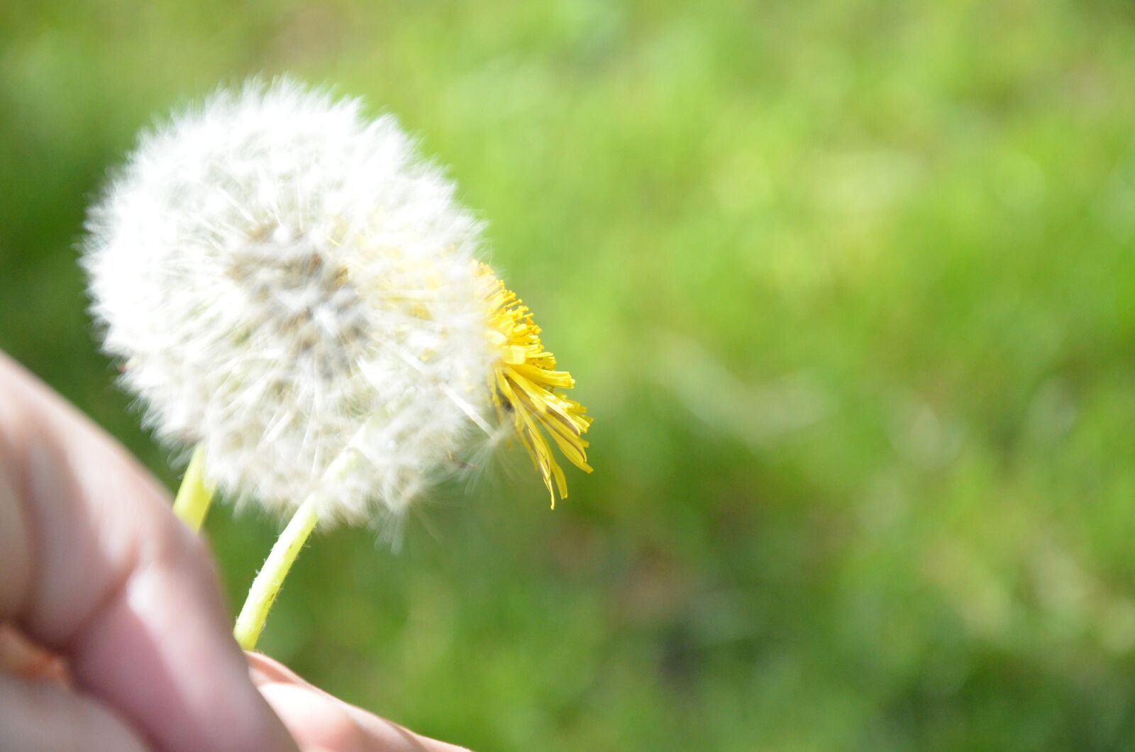 Nikon D5100 sample photo. Dandelion, sonchus oleraceus photography