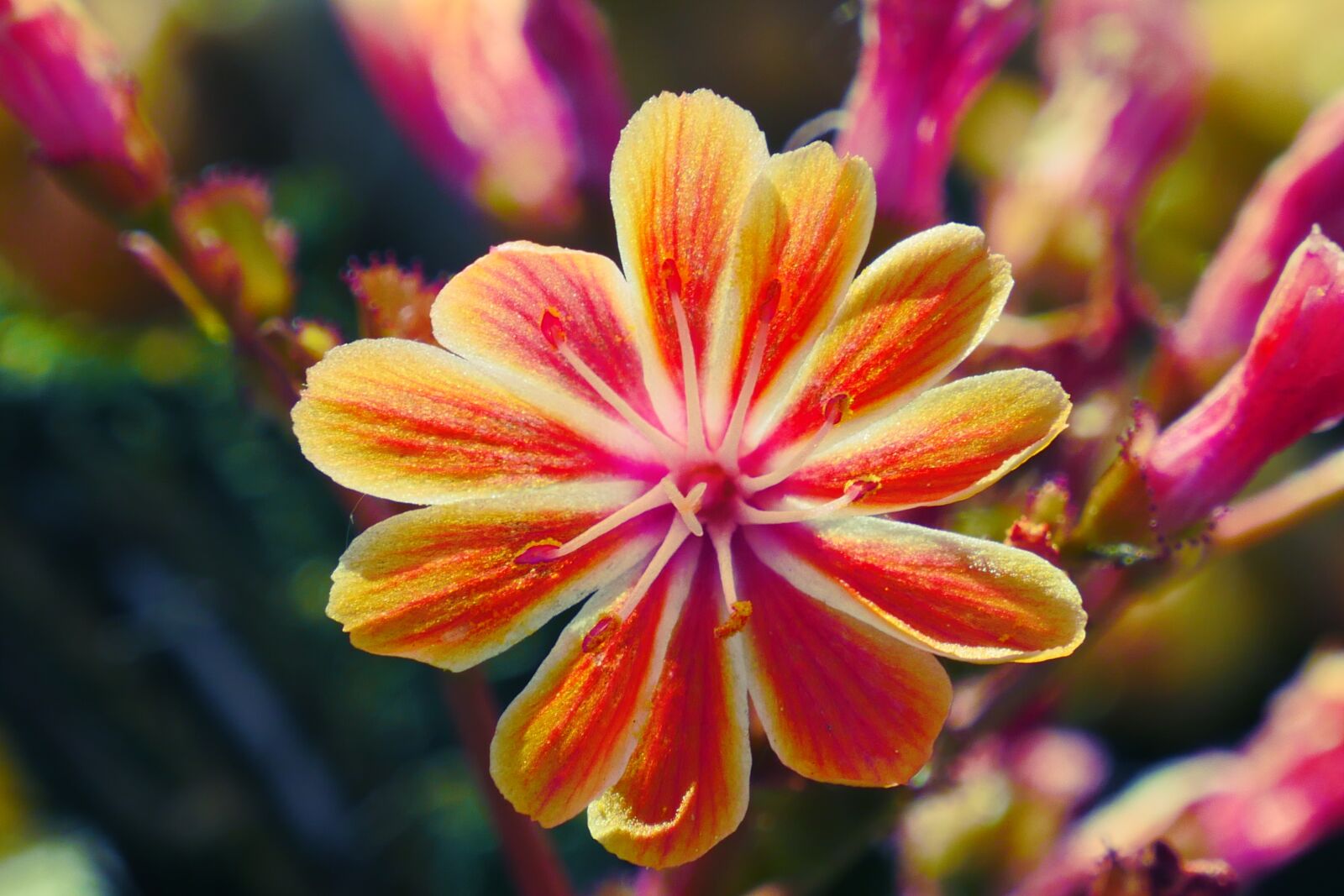Panasonic Lumix DMC-GH4 sample photo. Flowers, nature, orange photography