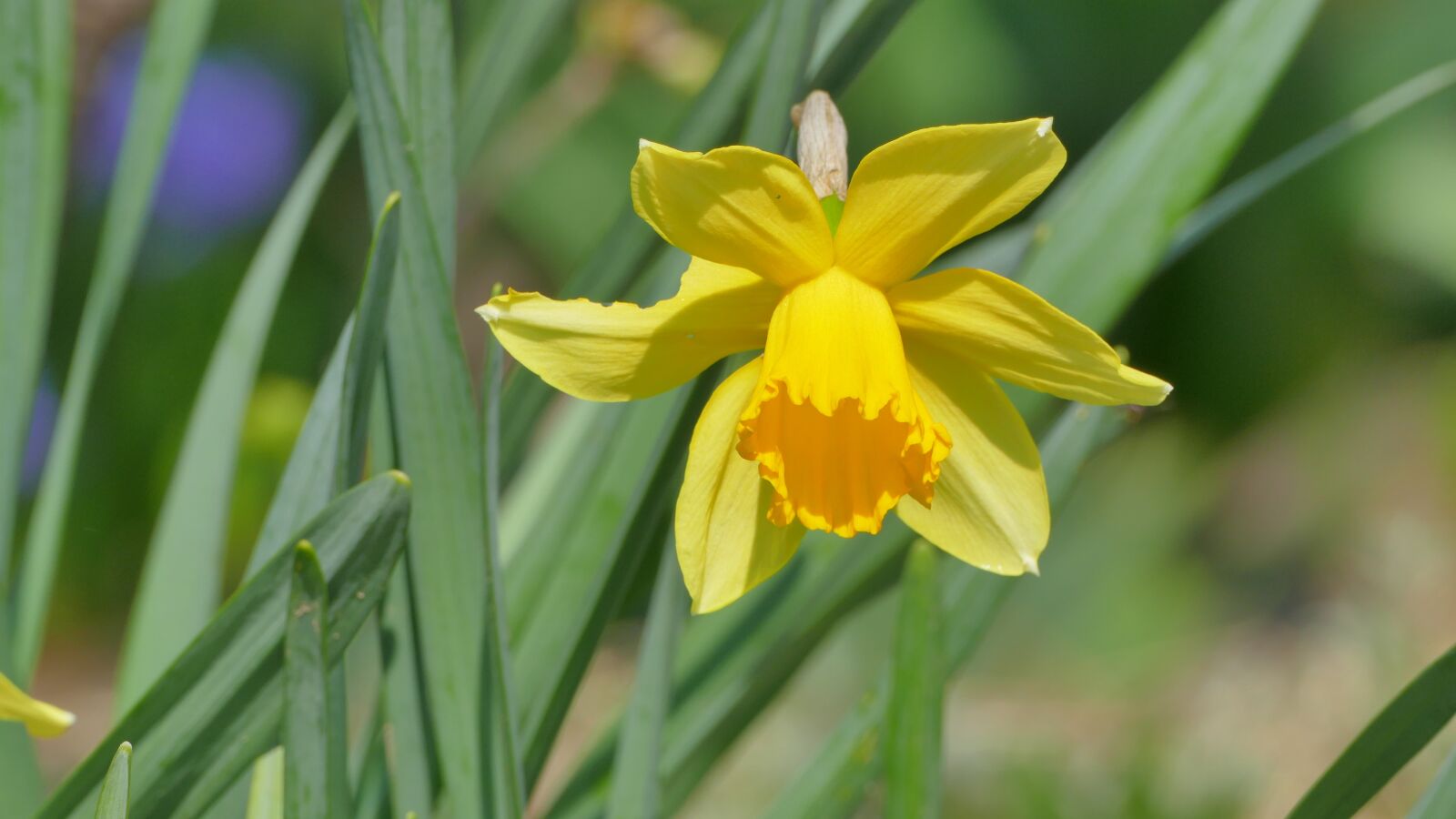 Panasonic Lumix DMC-FZ1000 sample photo. Daffodil, narcissus, flower photography