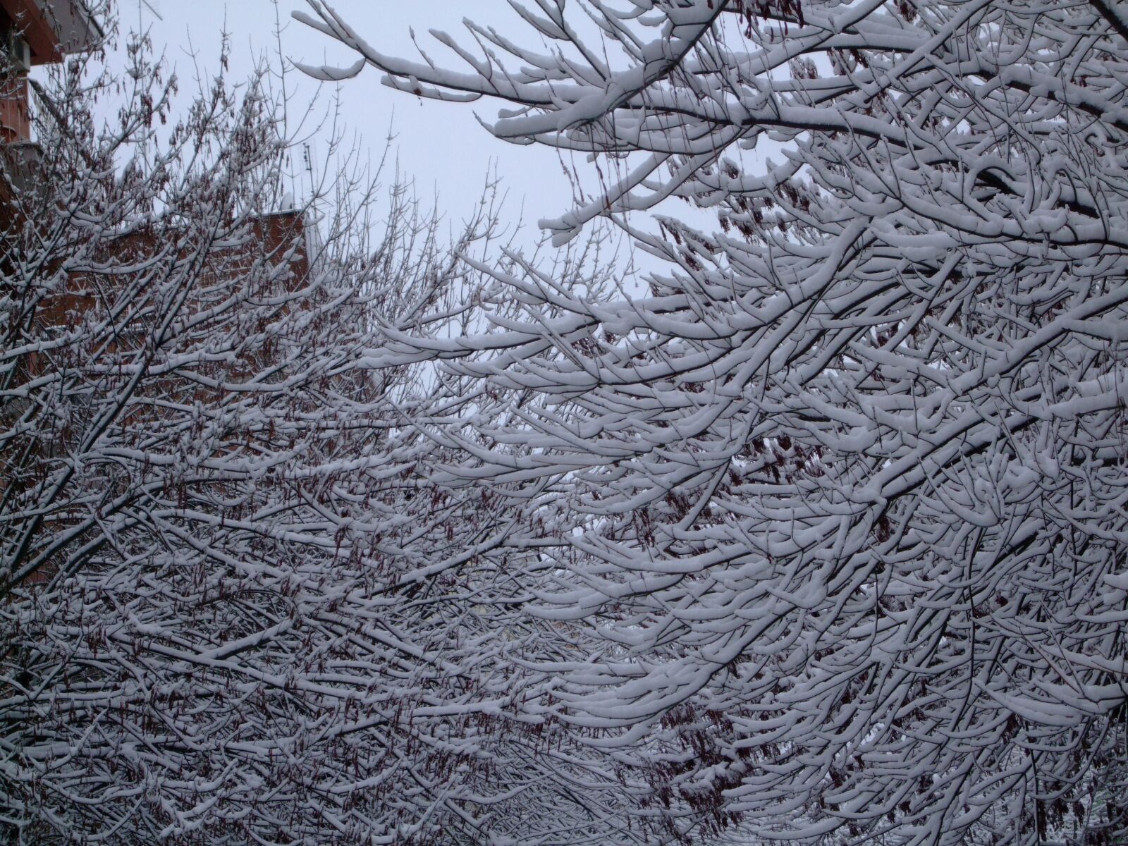 Fujifilm FinePix F50fd sample photo. Snow, trees, winter photography
