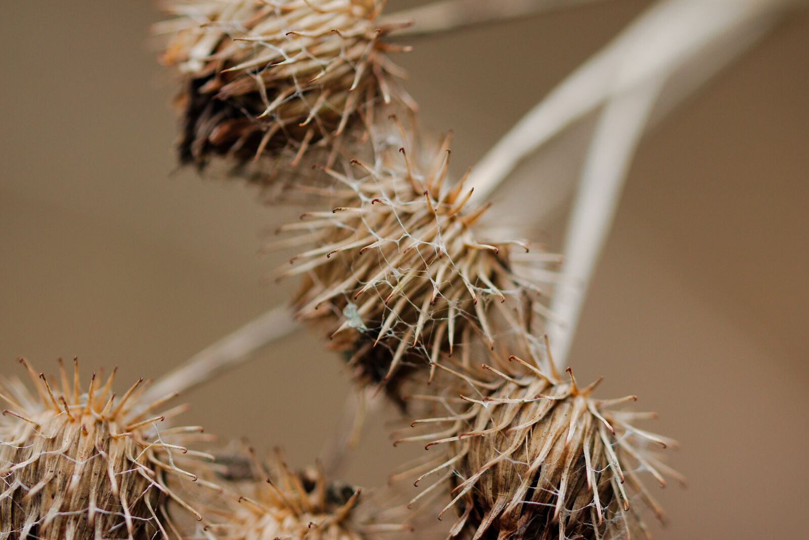 Canon EOS 70D sample photo. Thorn, nature, plant photography