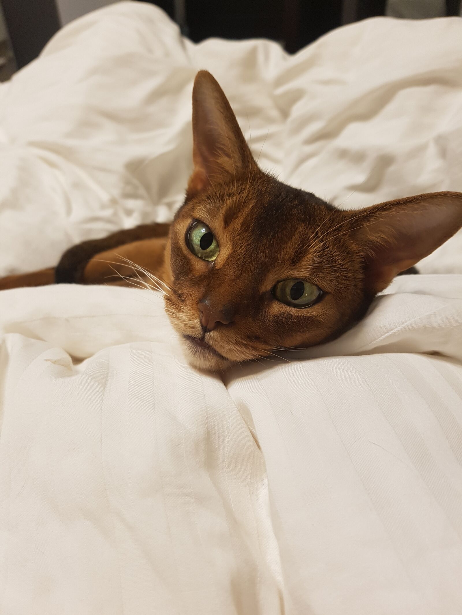 Samsung Galaxy S7 sample photo. Cat, abyssinian, dream photography