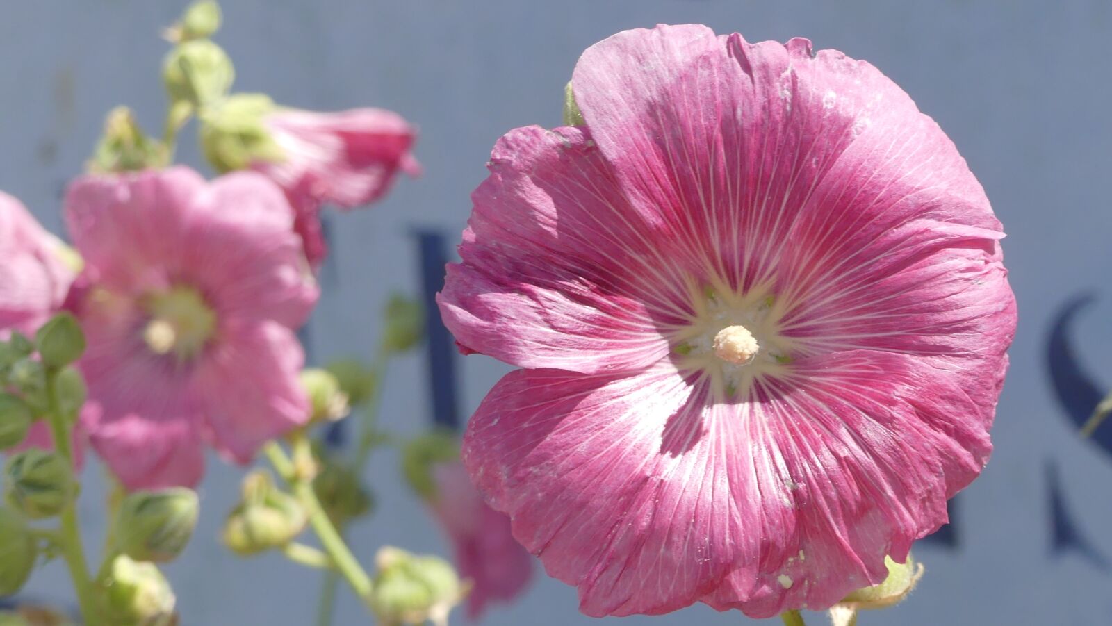 Panasonic Lumix DMC-FZ300 sample photo. Flower, hollyhock, nature photography