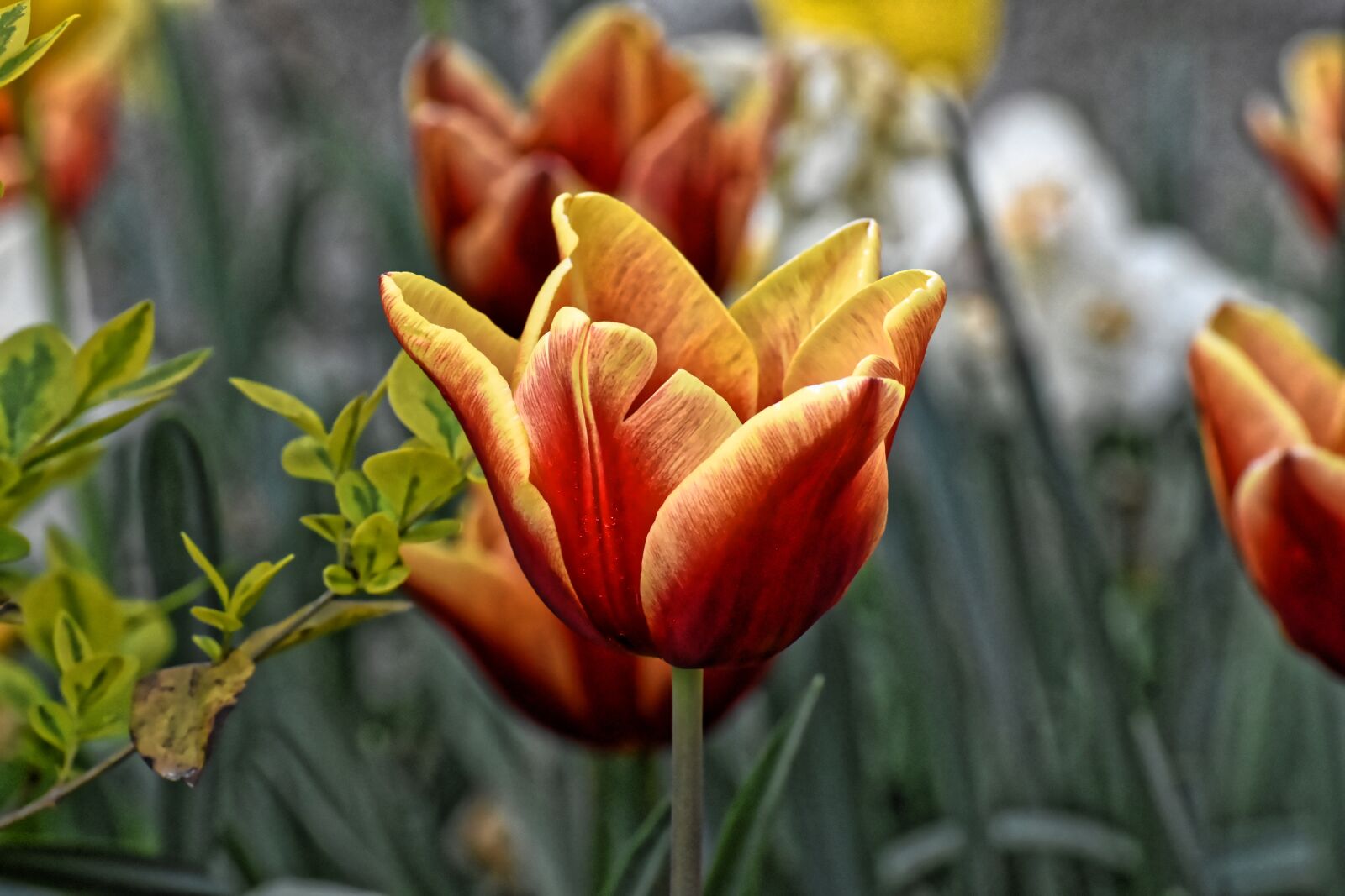 Nikon D7200 sample photo. Tulips, flowers, colorful photography