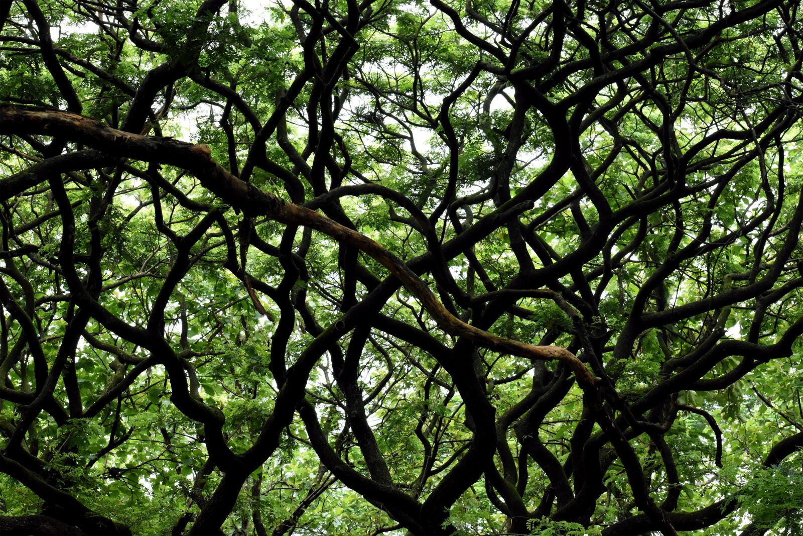 Nikon D3400 sample photo. Tree, branches, branch photography