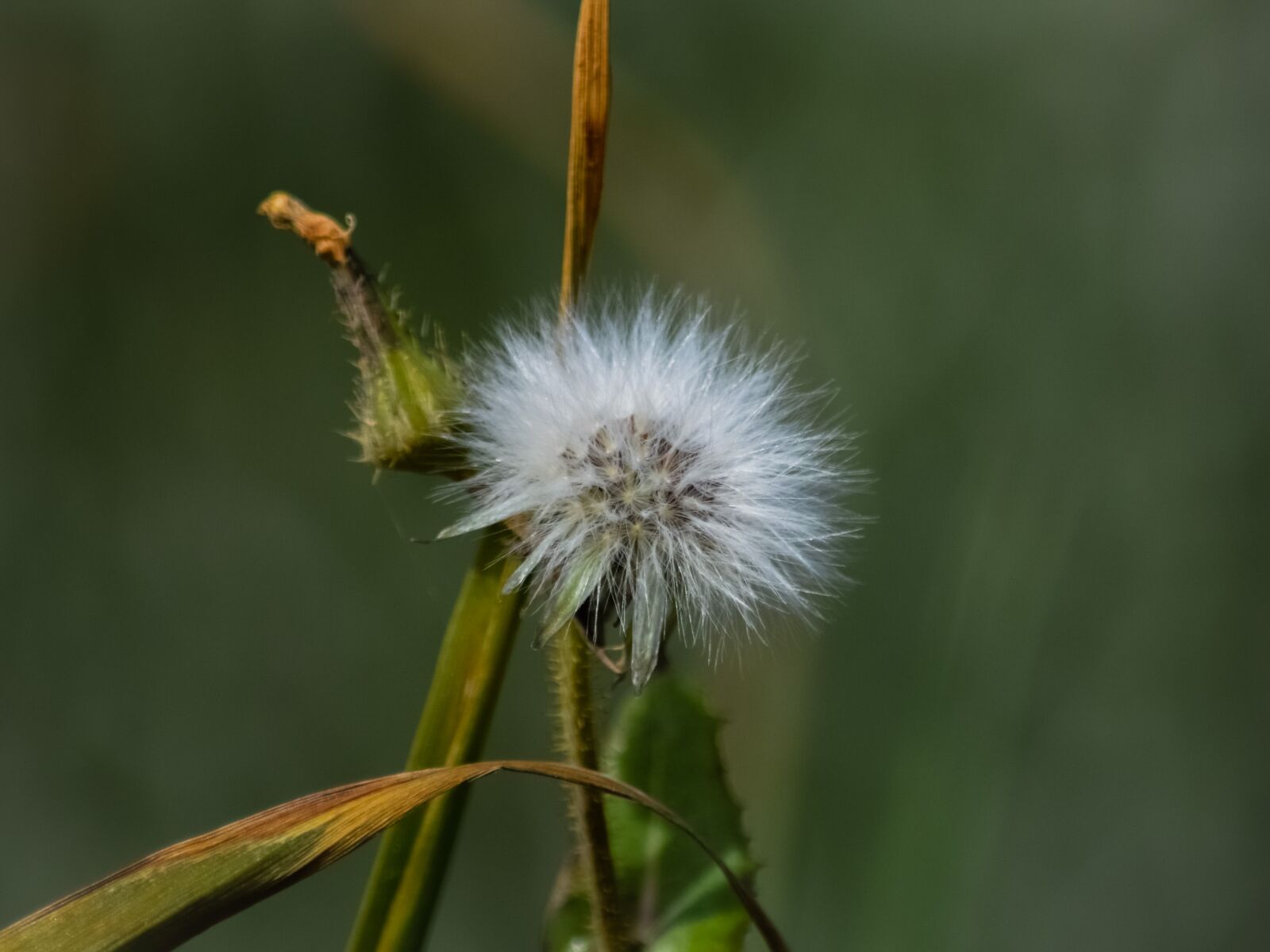 Nikon D3300 sample photo. Flower, flora, nature photography