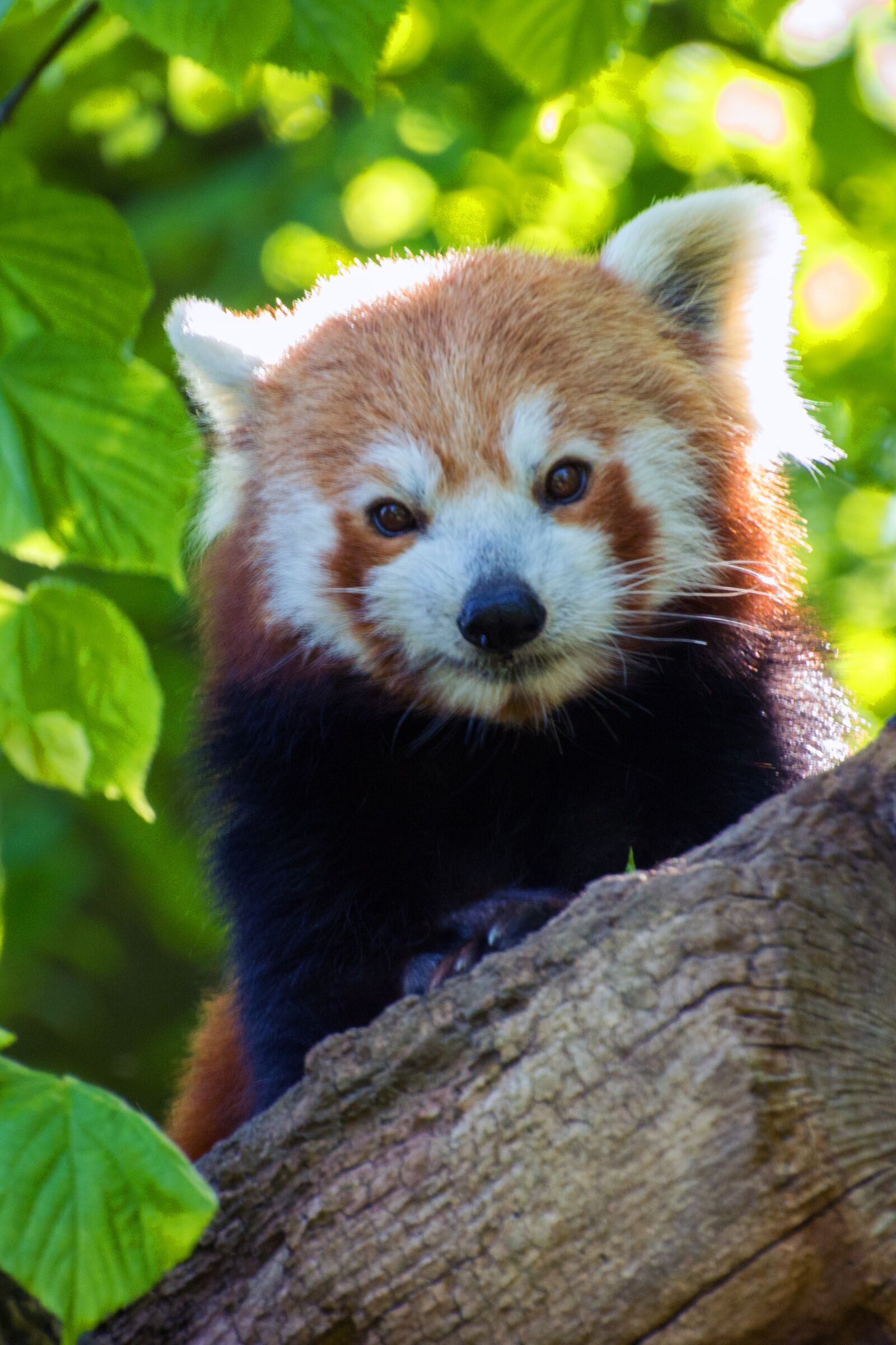 Nikon D3200 sample photo. Red panda, panda, bear photography