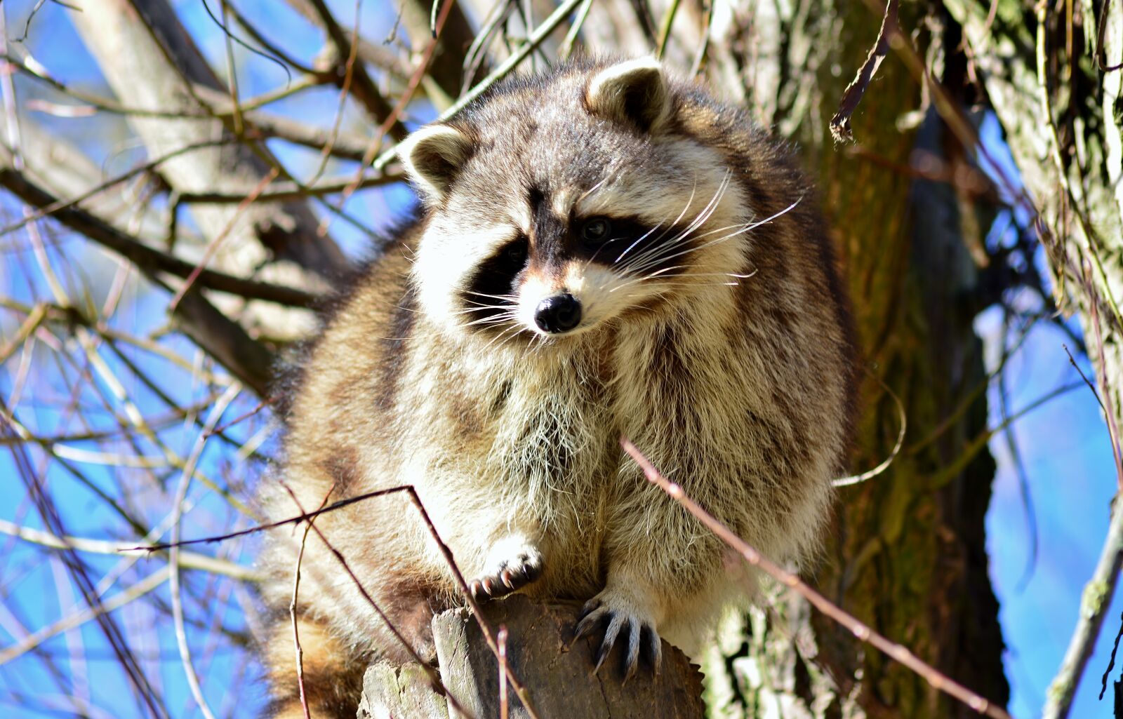 Nikon D5200 sample photo. Raccoon, wild animal, nature photography