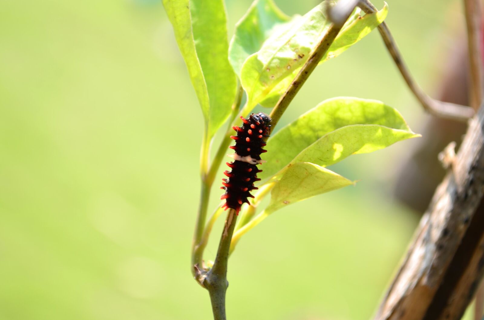 Nikon D5100 sample photo. Caterpillar, insect, animal photography