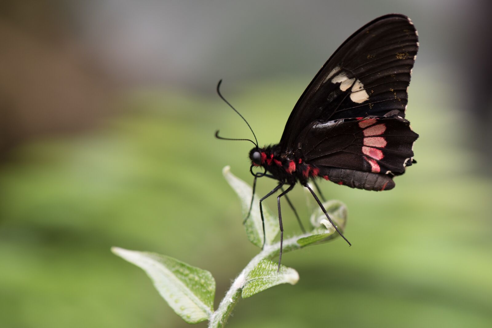 Nikon D750 sample photo. Butterfly, macro, pose photography