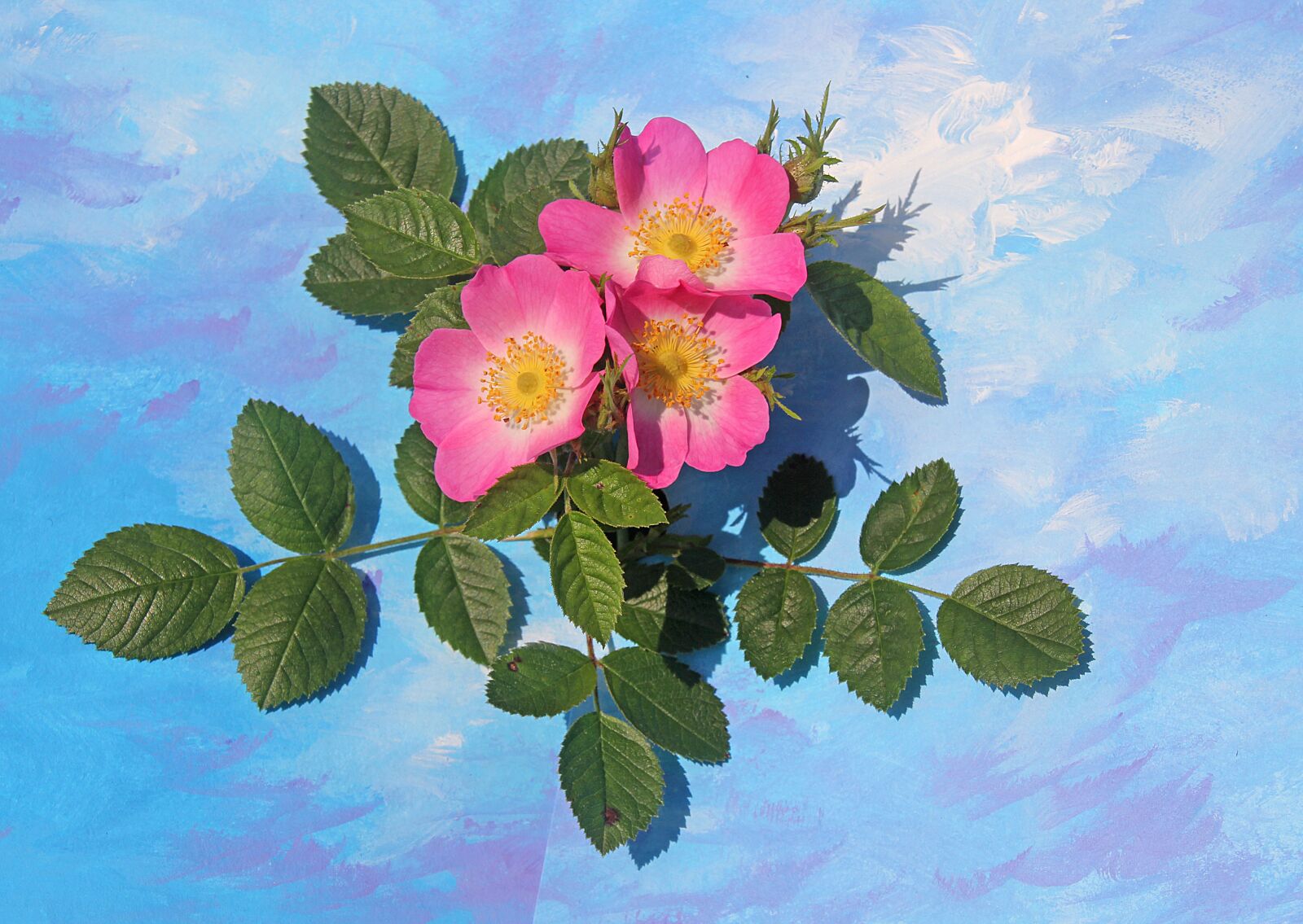 Canon EOS 700D (EOS Rebel T5i / EOS Kiss X7i) sample photo. Flowers, wild rose, plant photography
