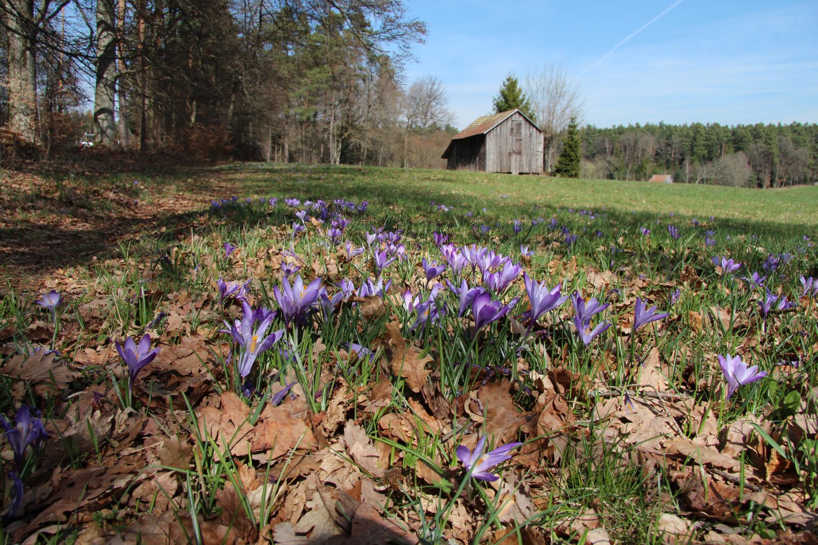 Canon EF-S 17-85mm F4-5.6 IS USM sample photo. Spring, crocus, nature photography