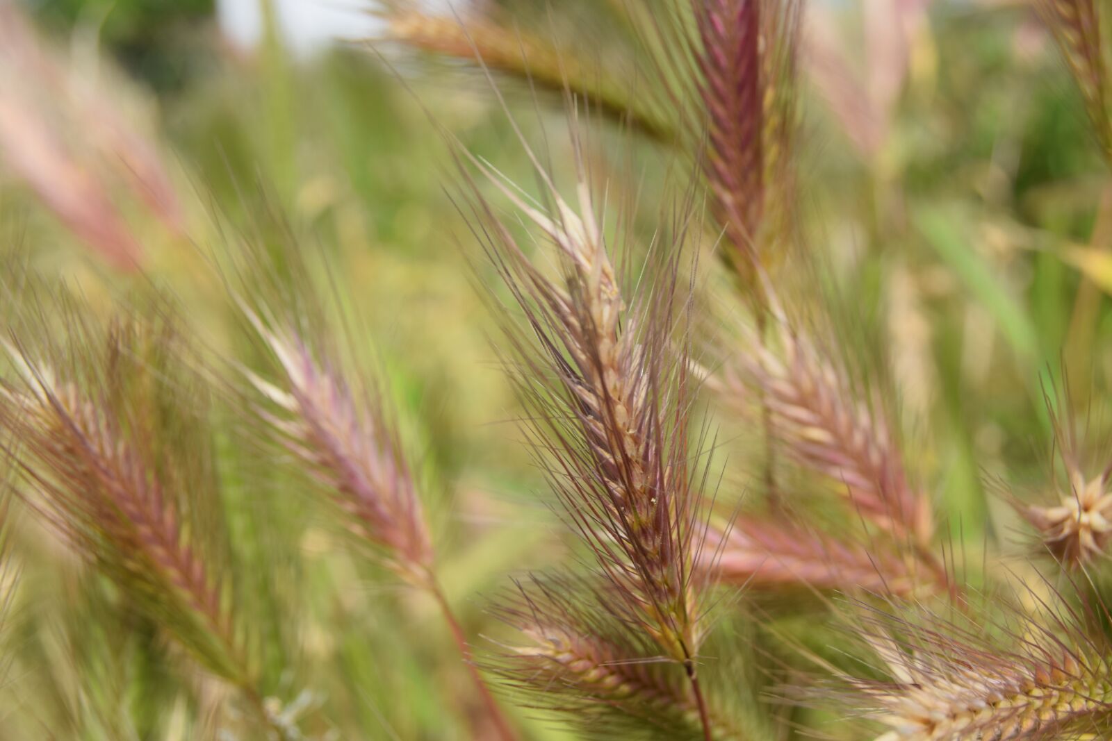 Nikon D3300 sample photo. Spring, nature, wheat photography