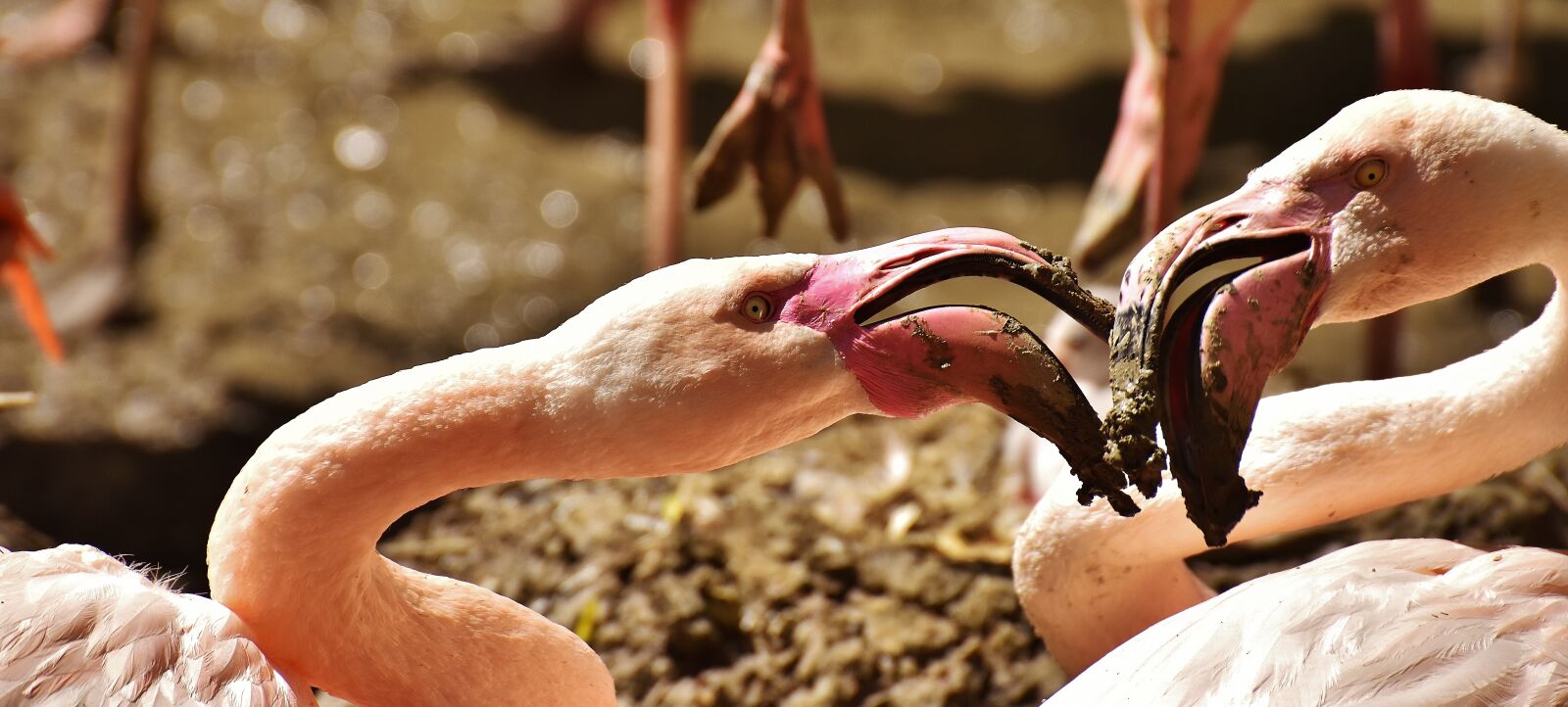 Nikon D7200 sample photo. Flamingos, birds, water bird photography