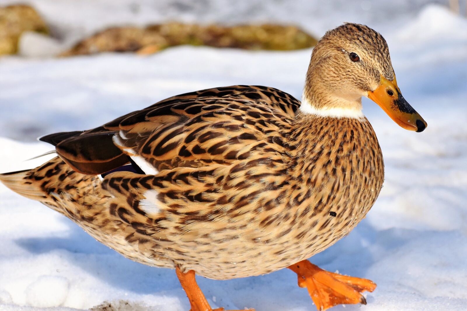 Nikon D7200 sample photo. Duck, water bird, mallard photography
