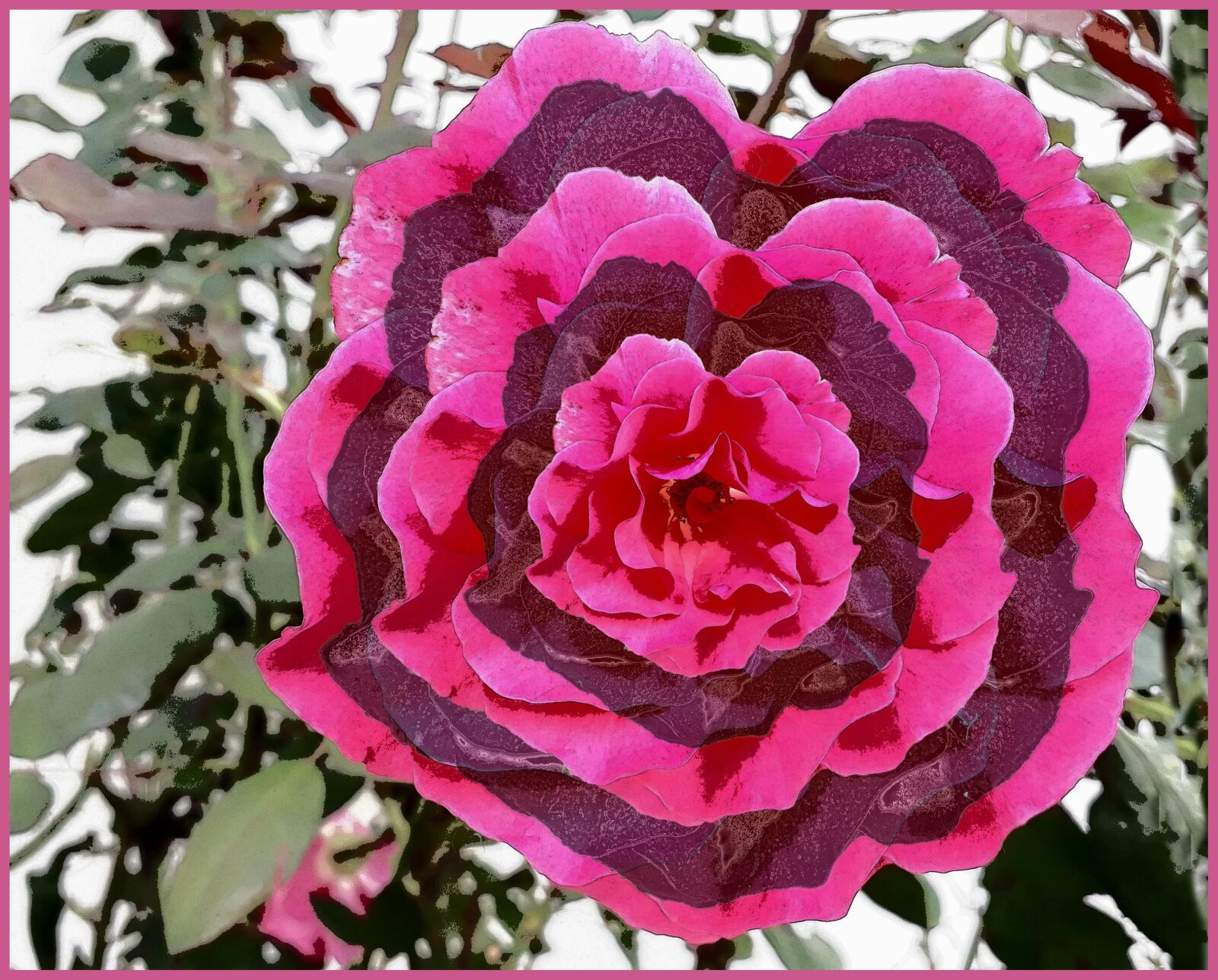 Samsung Galaxy A3(2017) sample photo. Flower, nature, rose photography