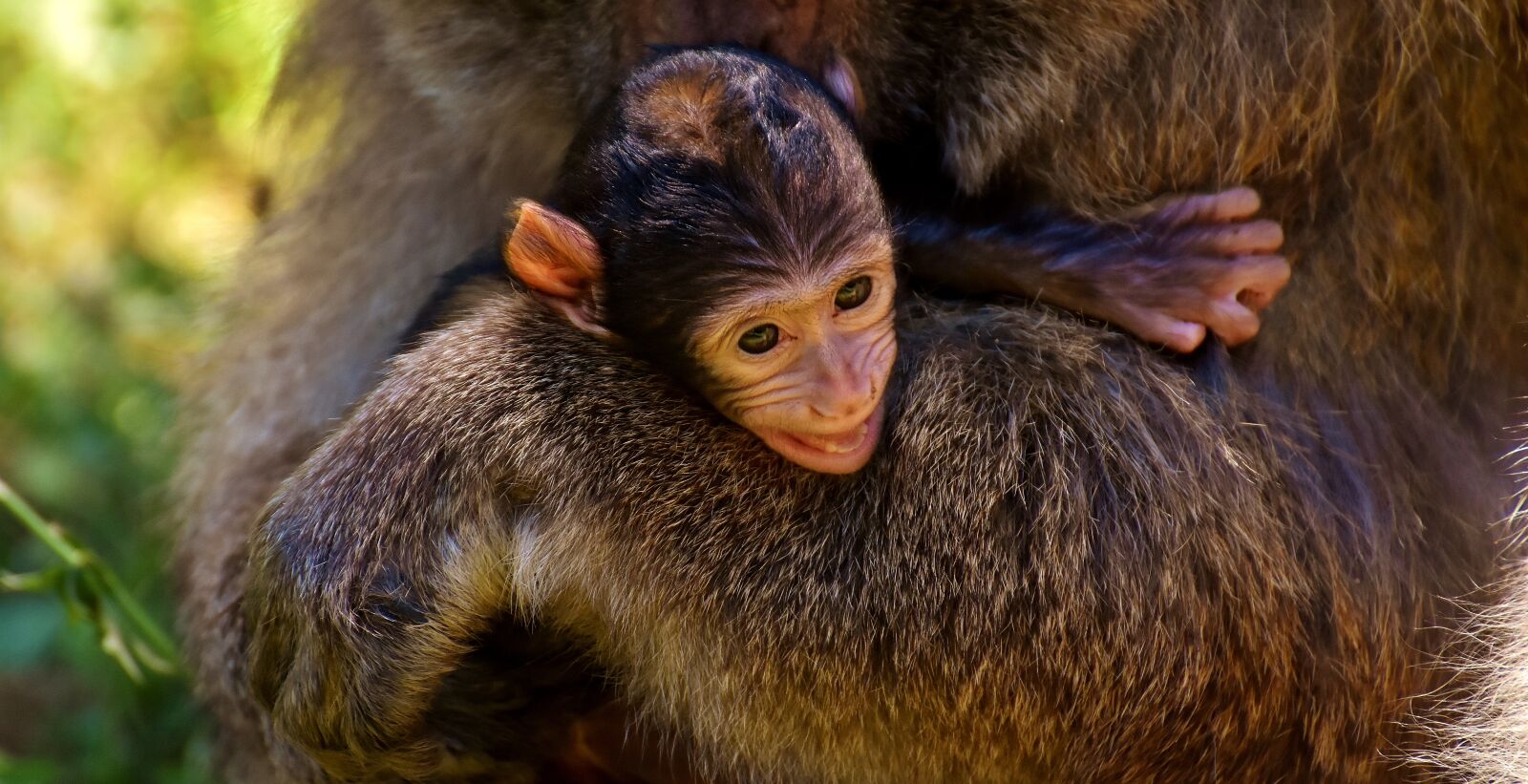 Nikon D7200 sample photo. Ape, baby monkey, curious photography