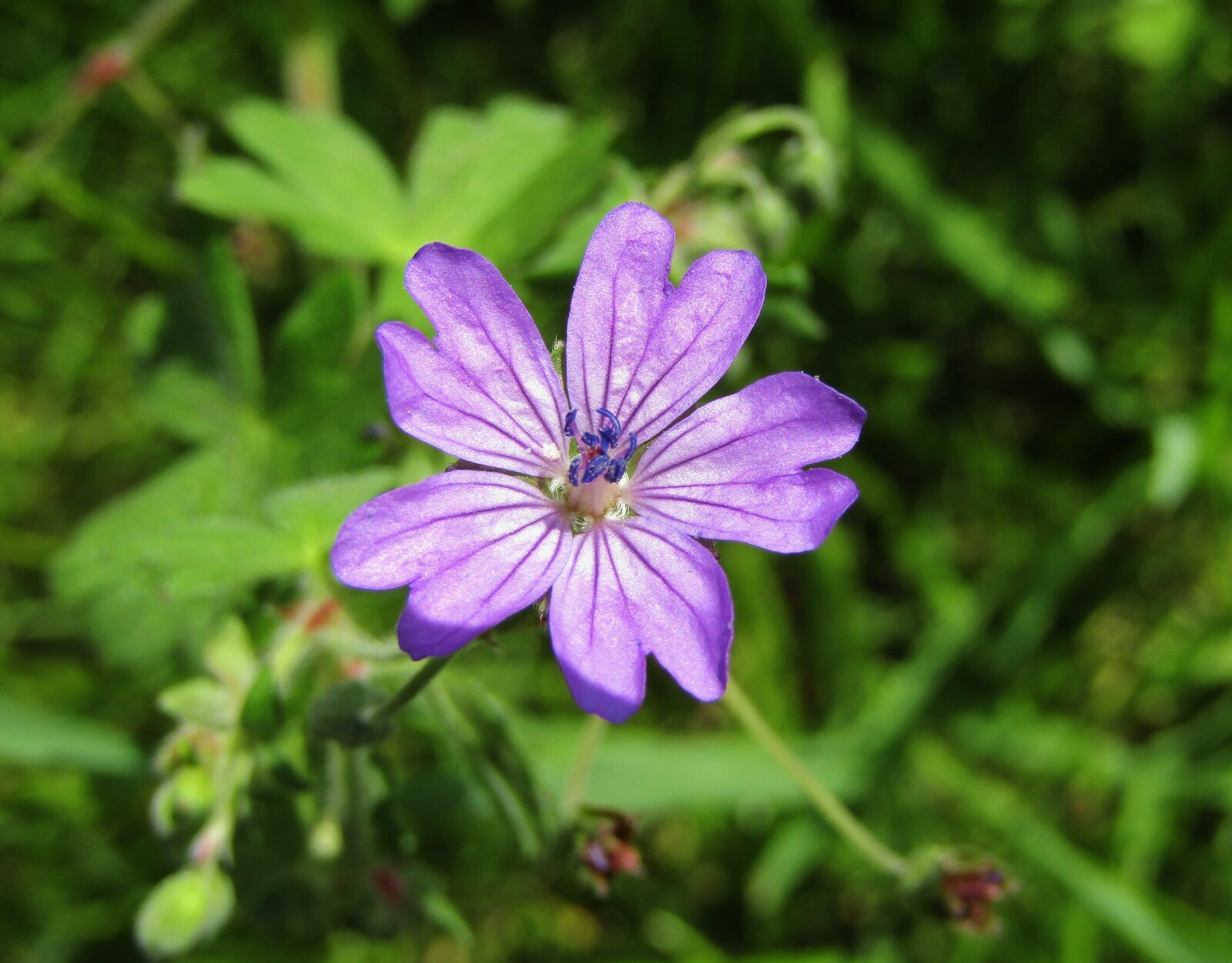 Canon POWERSHOT SX432 IS sample photo. Wild mallow, purple flower photography