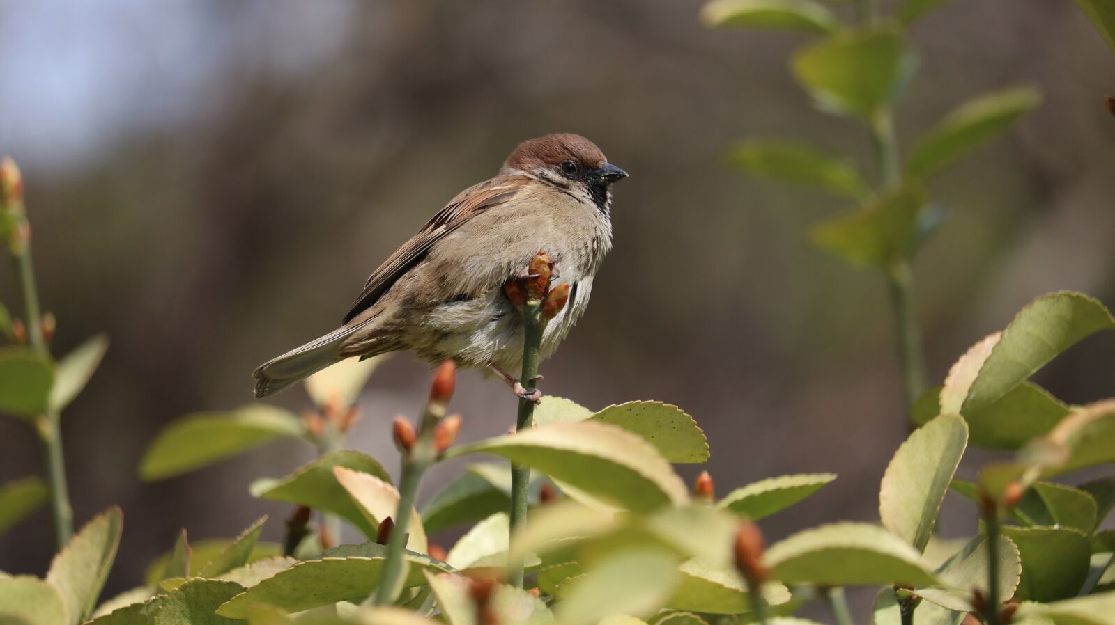 Canon EOS 750D (EOS Rebel T6i / EOS Kiss X8i) sample photo. Nature, wildlife, new photography
