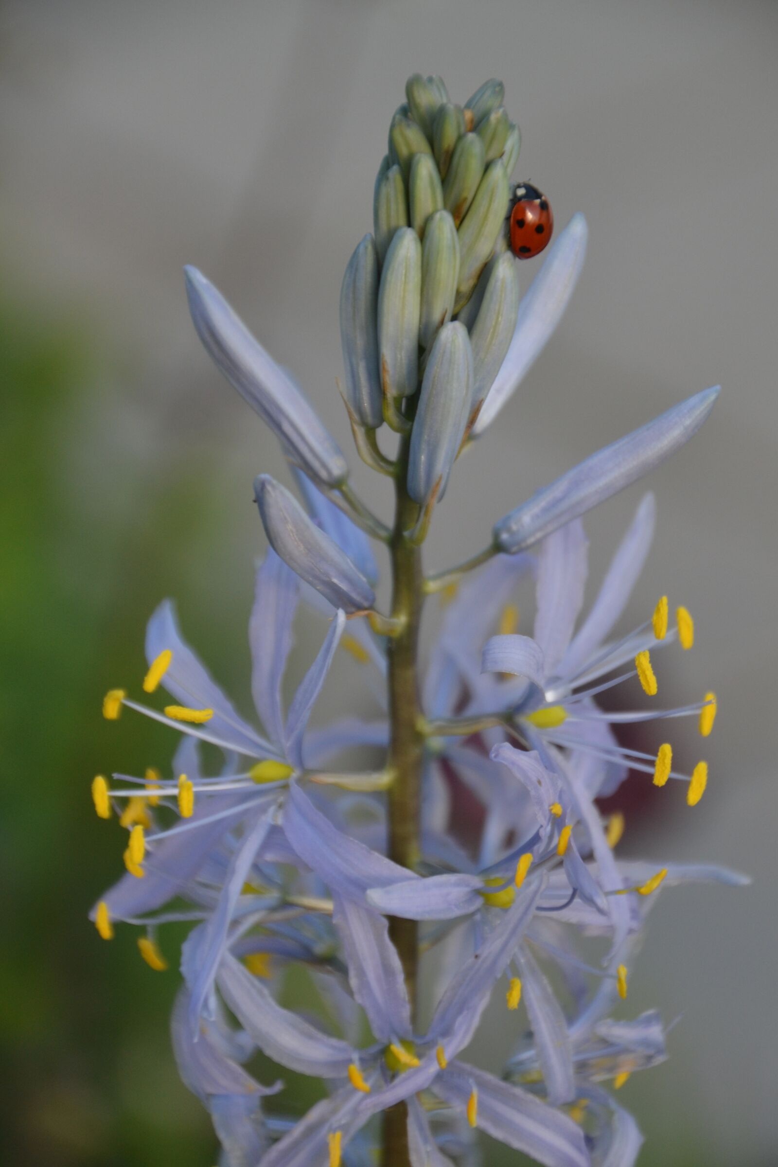 Nikon D3100 sample photo. Camassia, camassia leichtlinii caerulea photography
