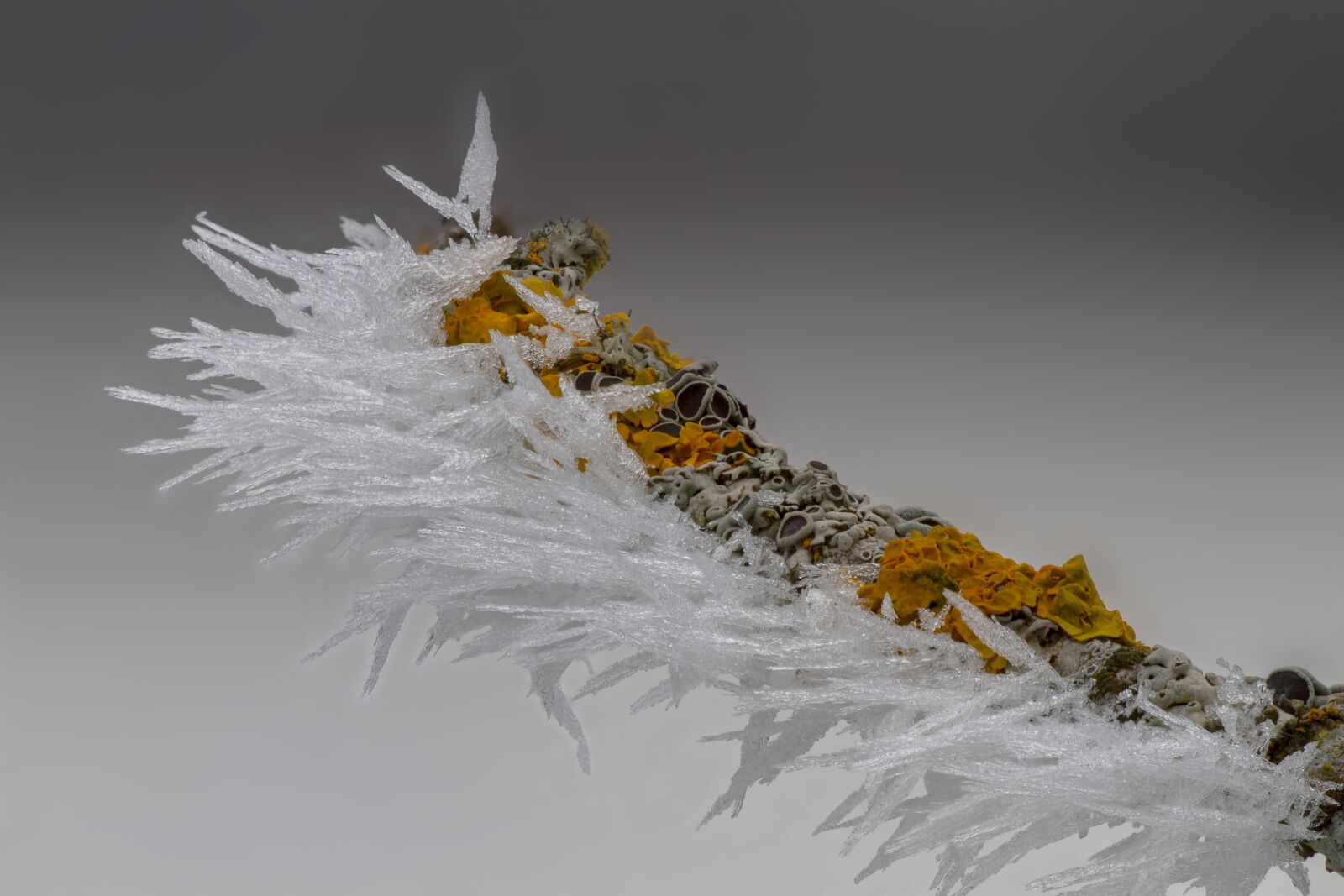 Canon EOS 7D sample photo. Hoarfrost, ice, ice crystal photography