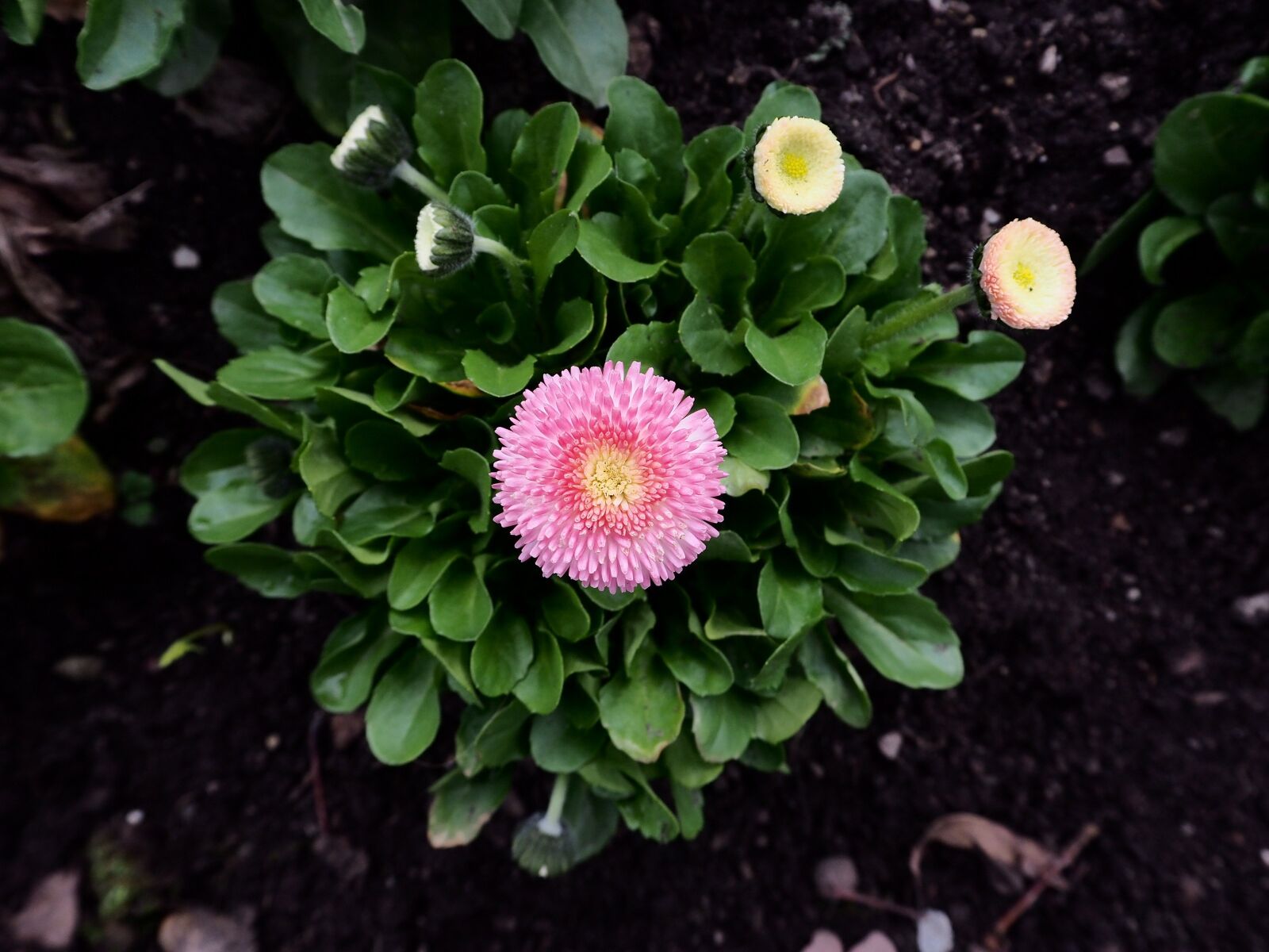 Olympus OM-D E-M10 II sample photo. Flowers, pink, nature photography