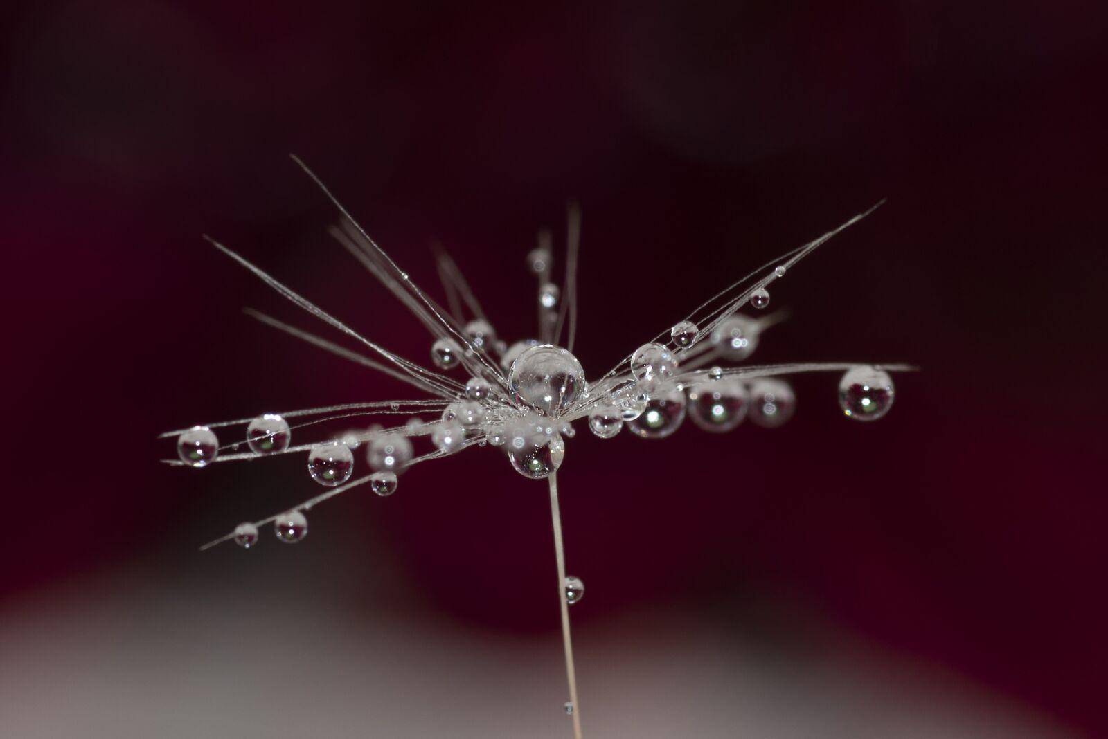 Nikon D750 sample photo. London, macro, nature photography