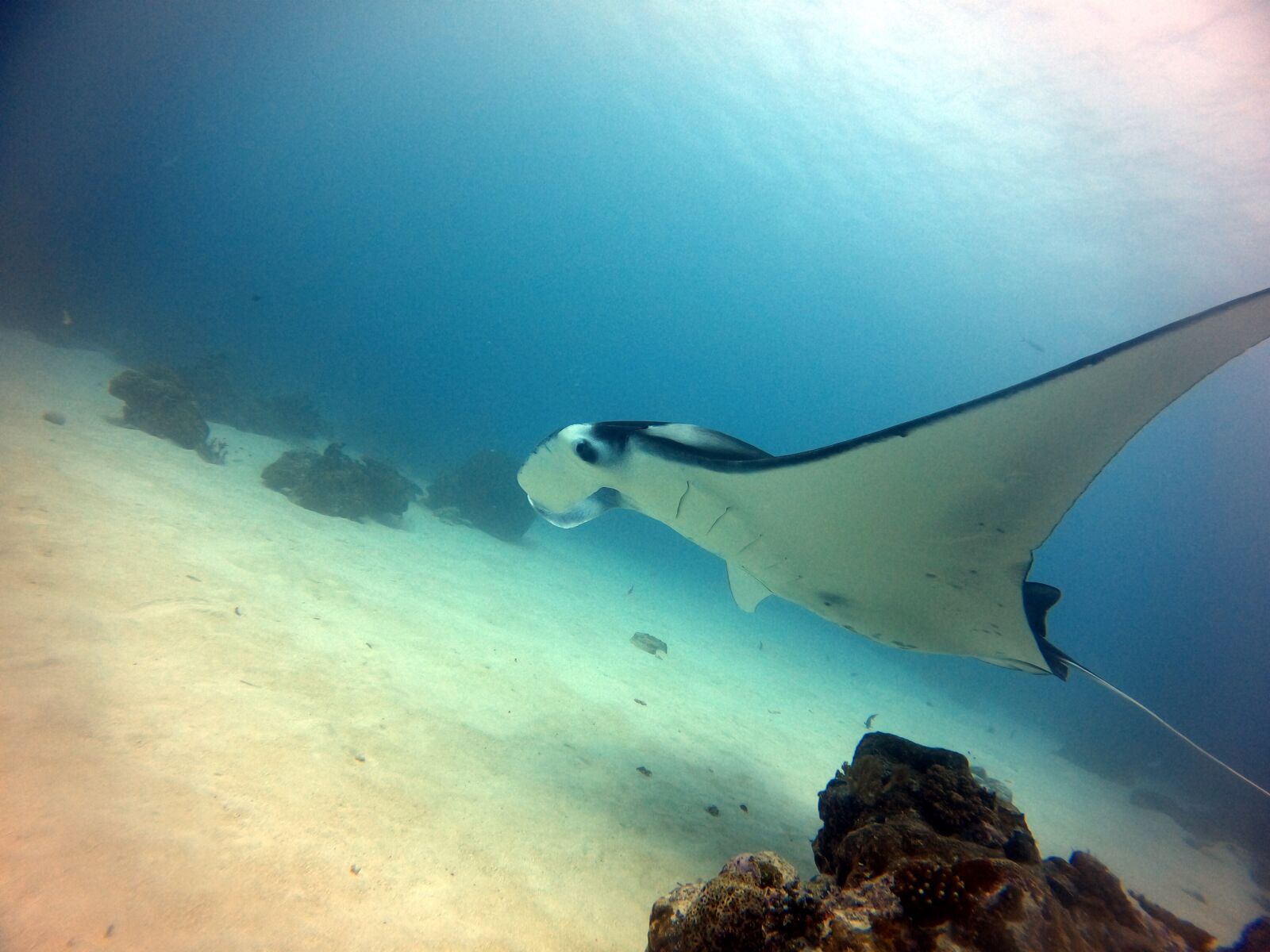 GoPro Hero8 Black sample photo. The devil fish, matan photography