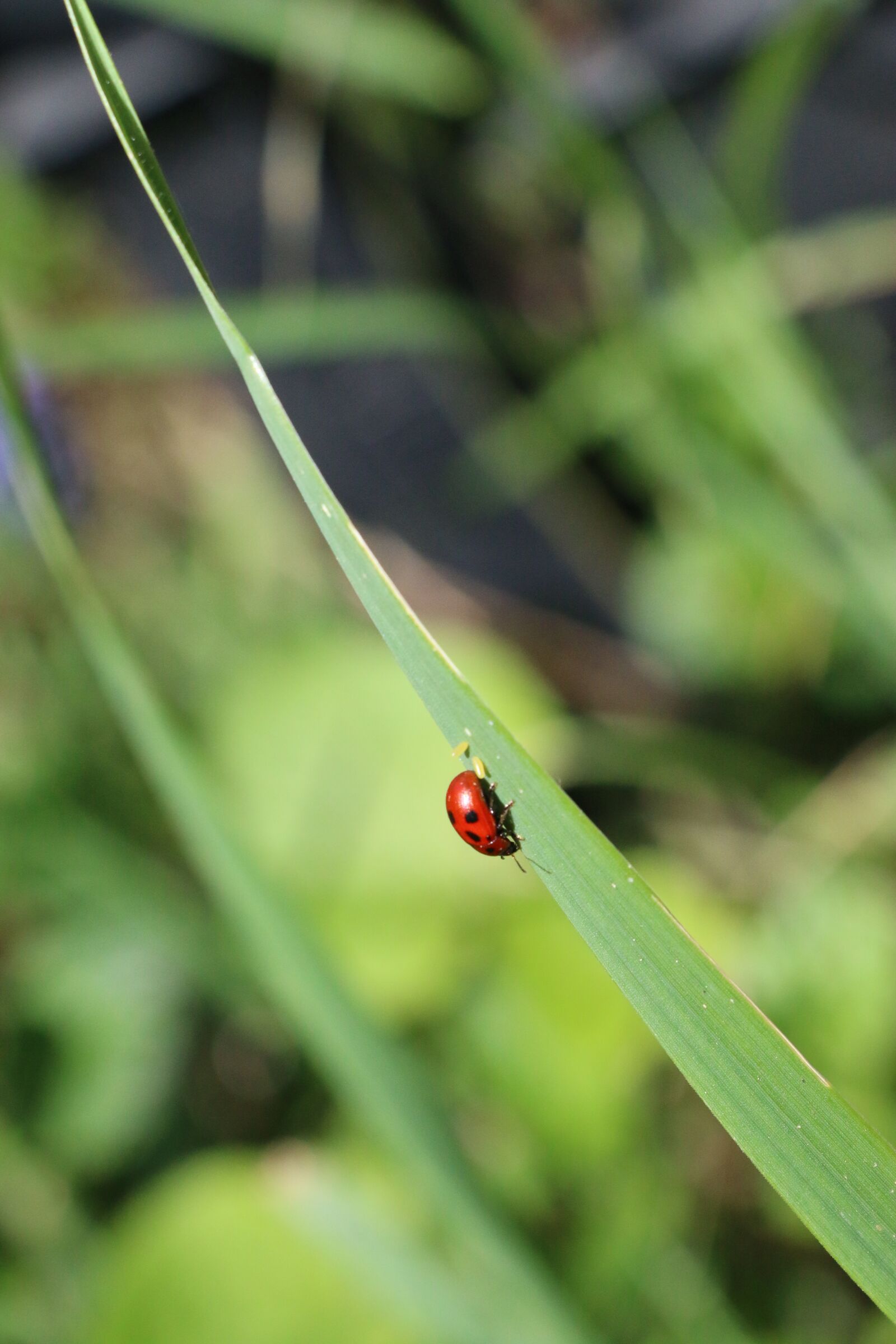 Canon EOS 70D sample photo. Nature, prato, grass photography