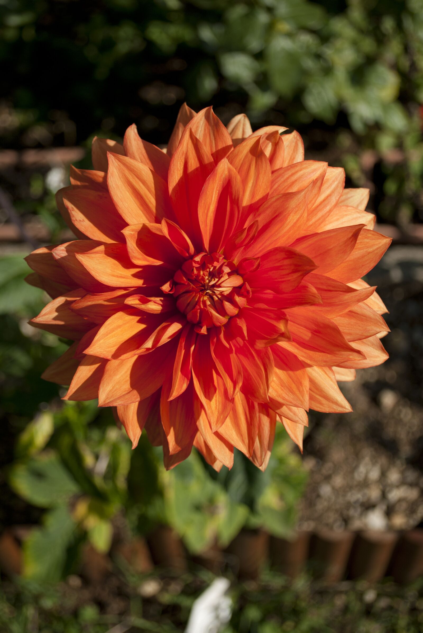 Nikon D3000 sample photo. Flowers, petal, nature photography