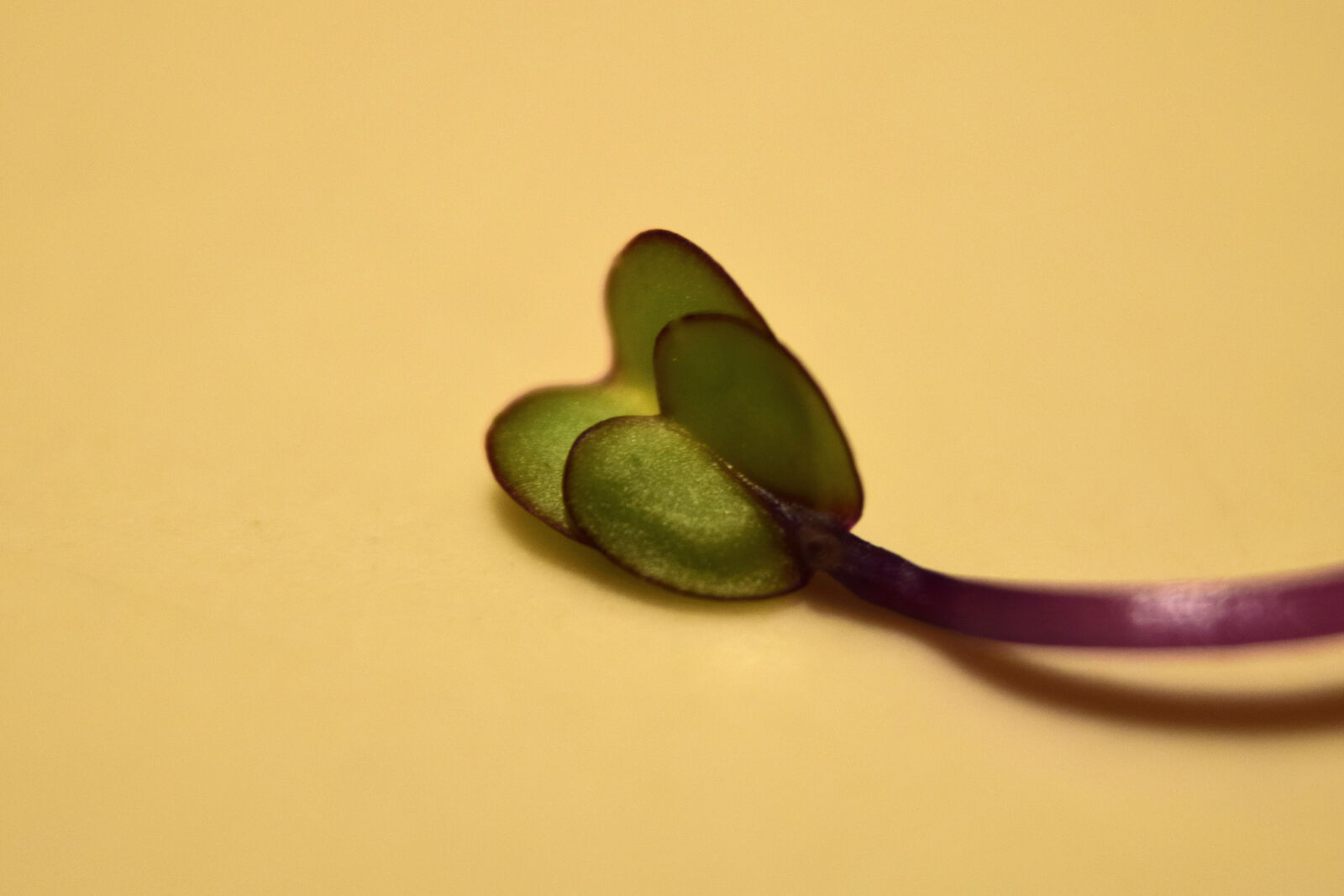 Nikon D3300 sample photo. Jarmuz, kale, sprouts, vegetable photography
