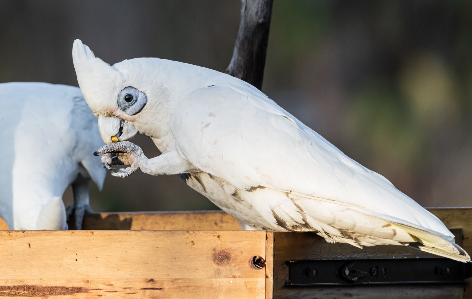 Canon EOS 80D sample photo. Birds, wildlife corella, nature photography