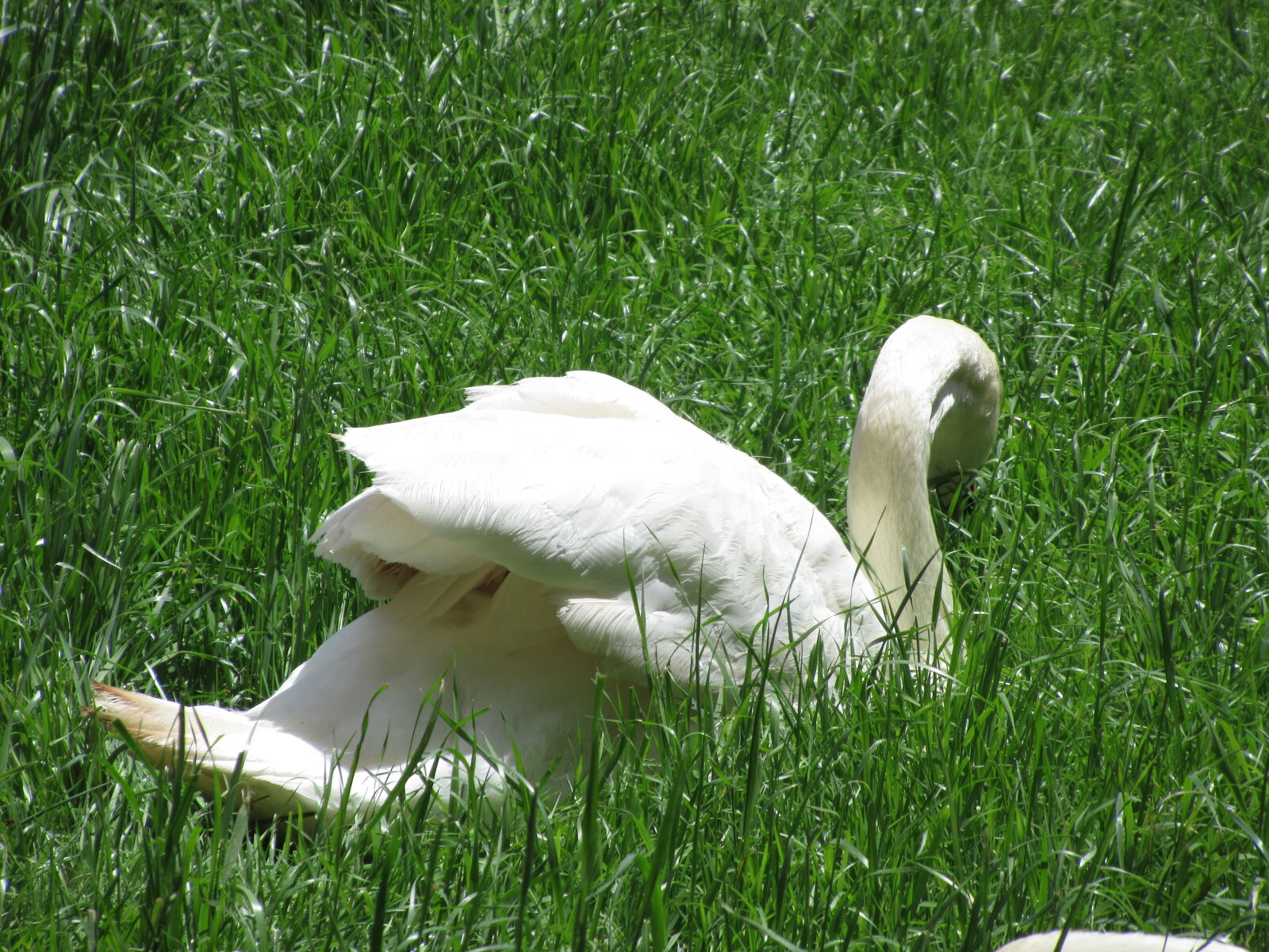 Canon PowerShot SX620 HS sample photo. Animal, bird, eat, farm photography