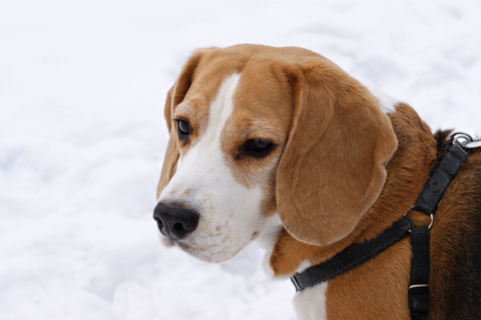 Sony Alpha DSLR-A390 sample photo. Dog, beagle, winter photography