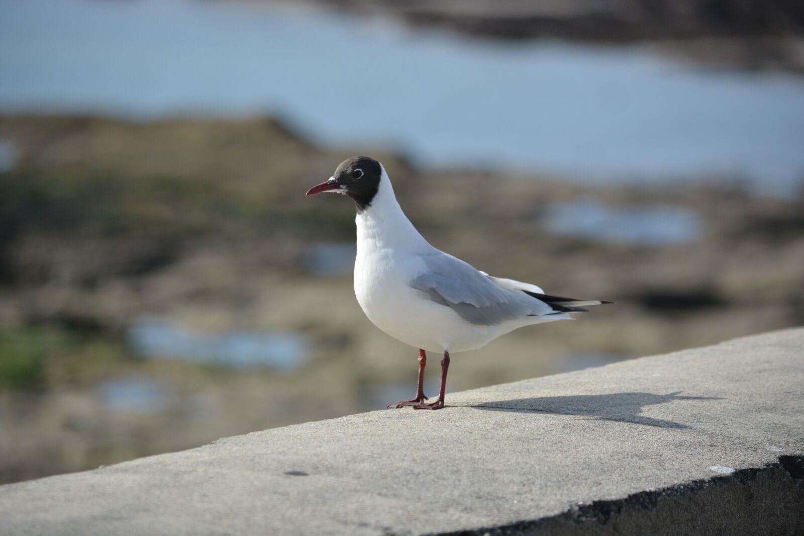 Nikon D5200 sample photo. Animalier, faune, sauvage, mouette photography