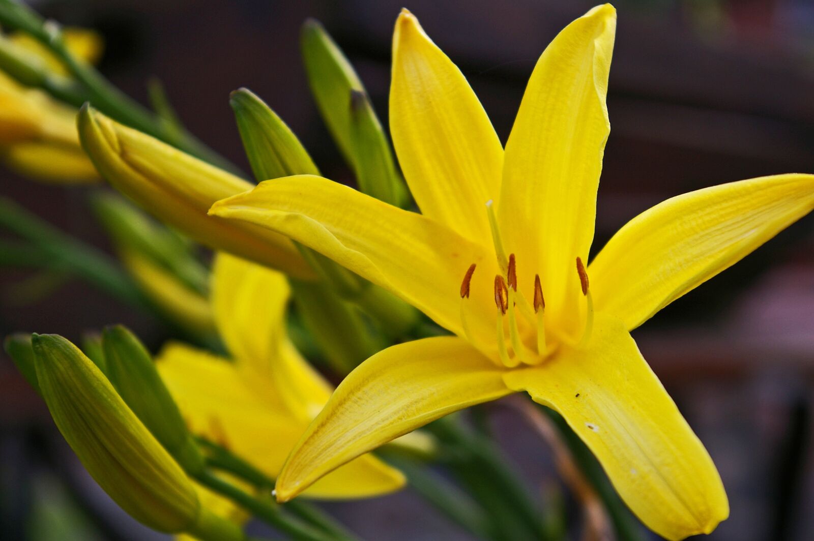 Pentax *ist DL2 sample photo. Daylily, yellow day lily photography