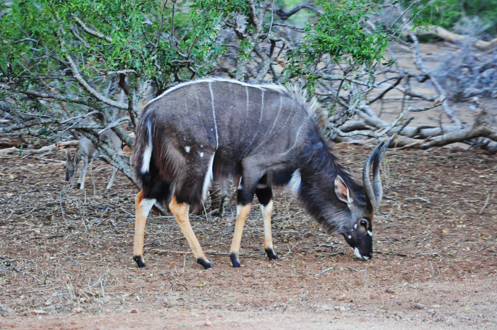 Nikon D90 sample photo. Kruger, africa, ungulado photography