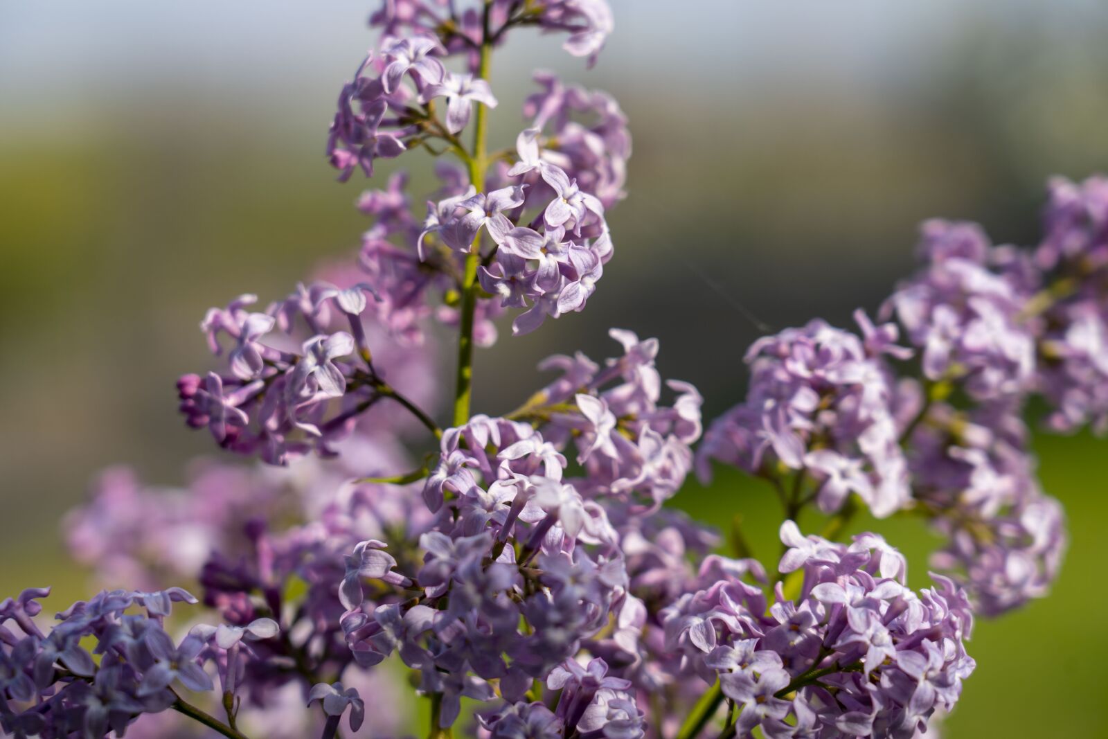 Sony FE 24-105mm F4 G OSS sample photo. Lilac, flower, spring photography
