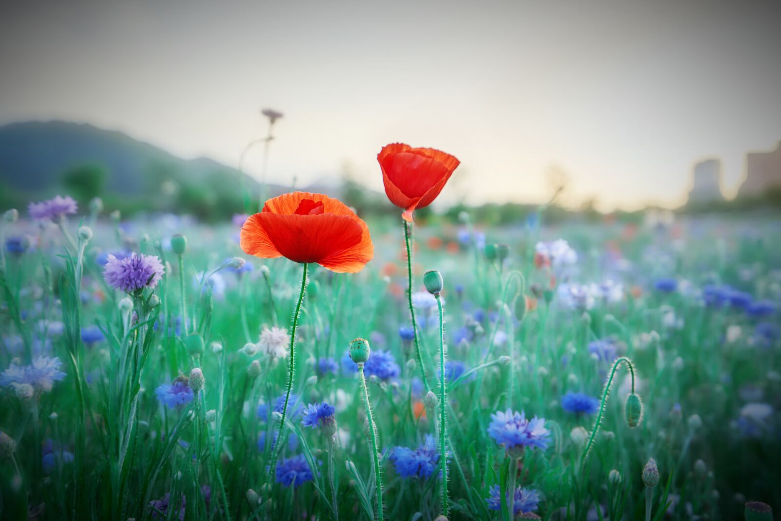 Sony a7R III sample photo. Poppy, flowers, plants photography