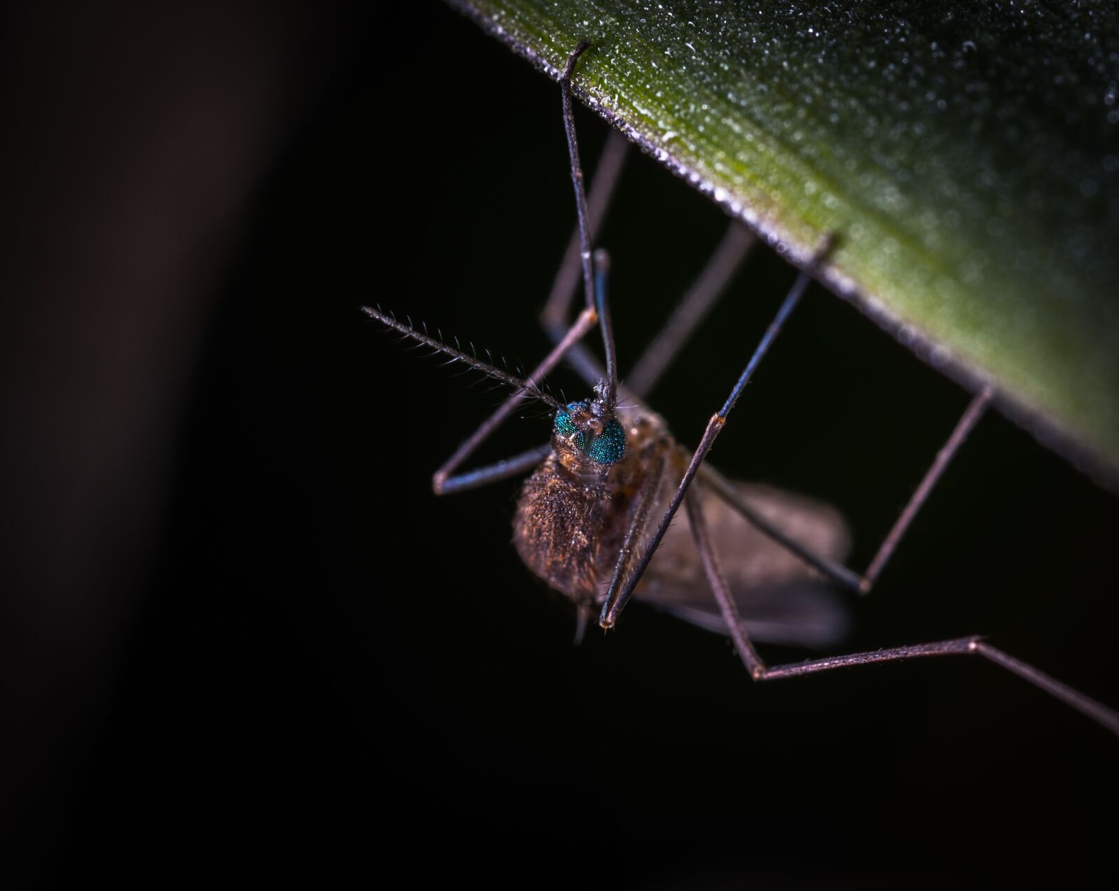 #124 65/2.8 sample photo. Insect, the mosquito, bespozvonochnoe photography