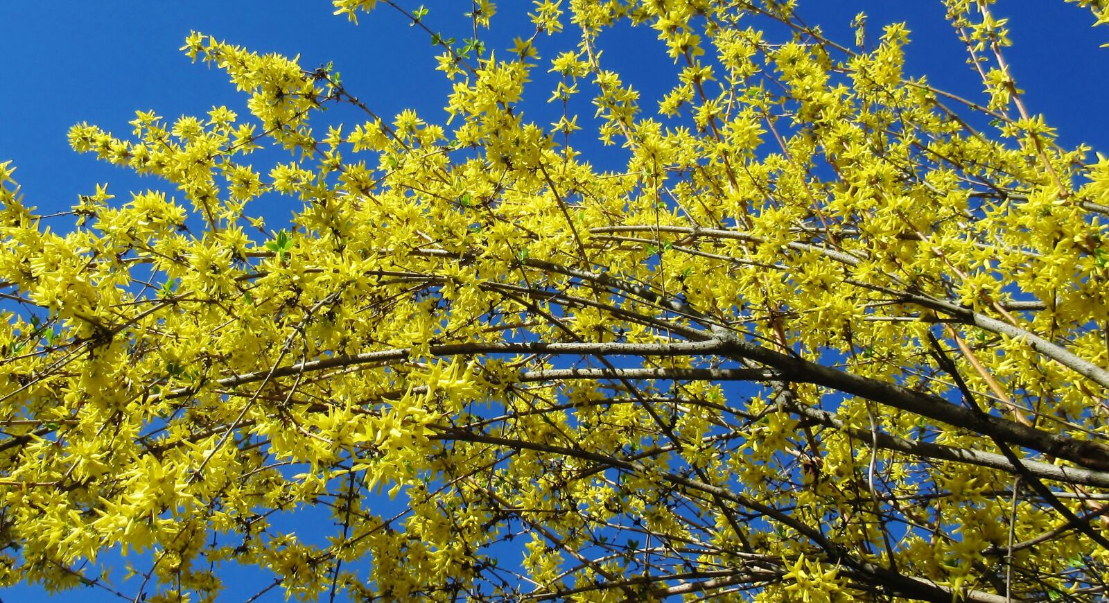 Canon PowerShot ELPH 340 HS (IXUS 265 HS / IXY 630) sample photo. Forsythia, yellow flower, spring photography