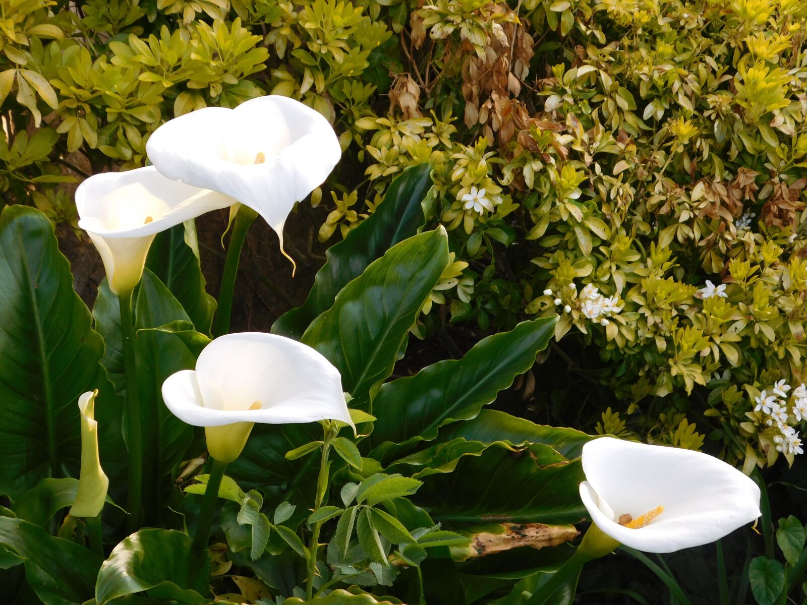 Nikon Coolpix L840 sample photo. Flowers, garden, nature photography