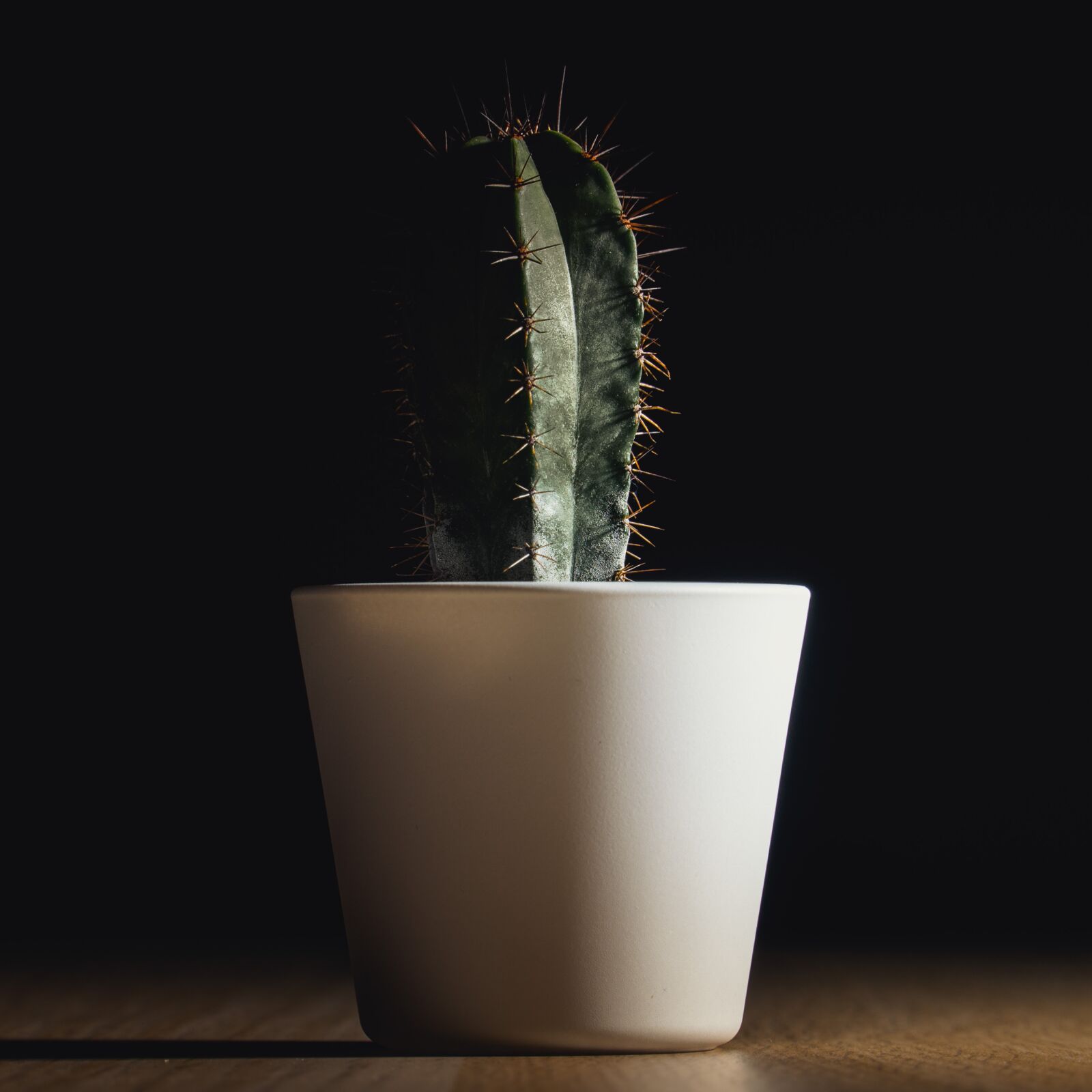 Sony a6300 + Sony E PZ 18-105mm F4 G OSS sample photo. Plant, cactus, green photography