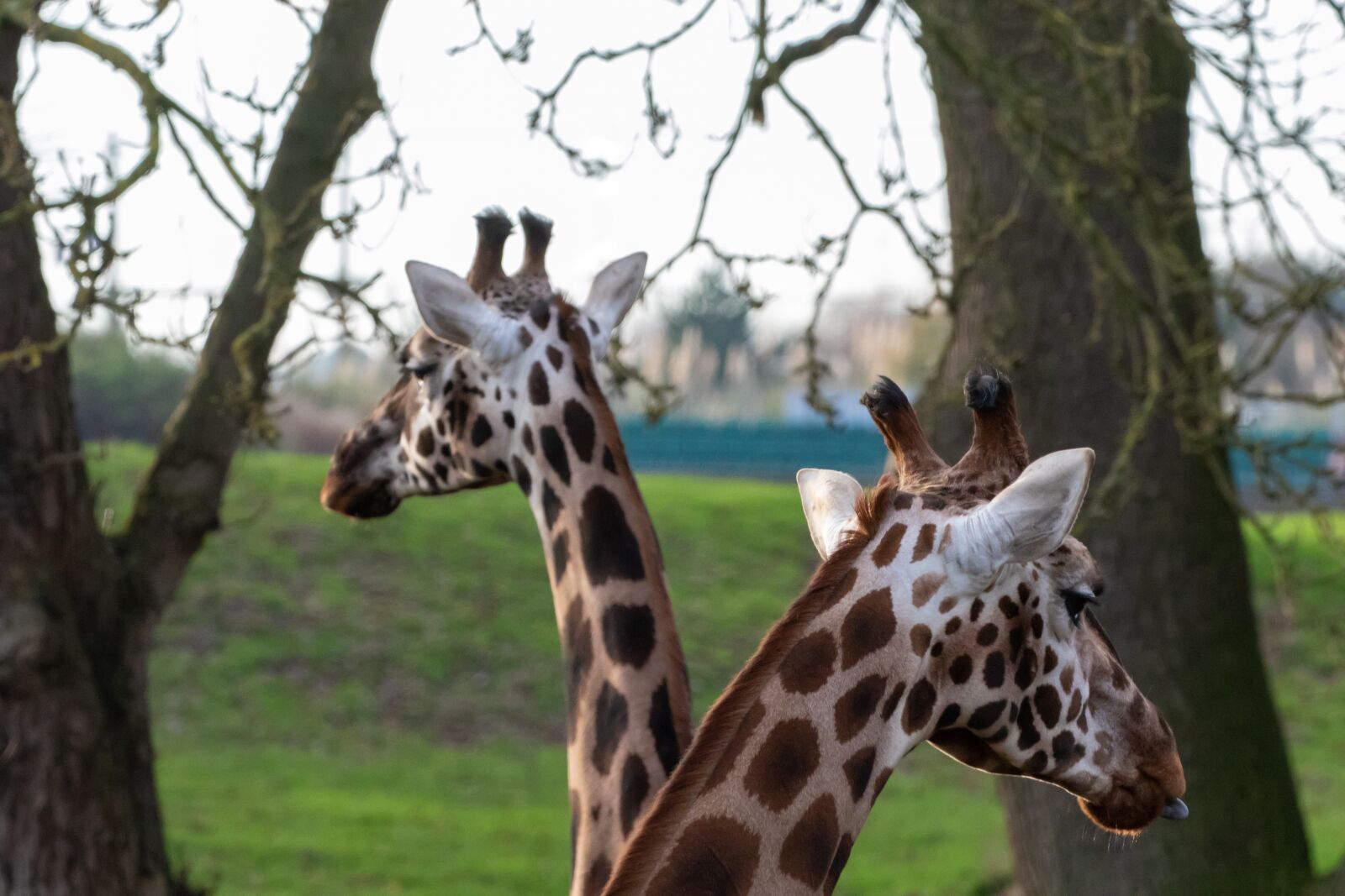 Canon EOS 7D Mark II sample photo. Rothschild giraffe, giraffe, long photography
