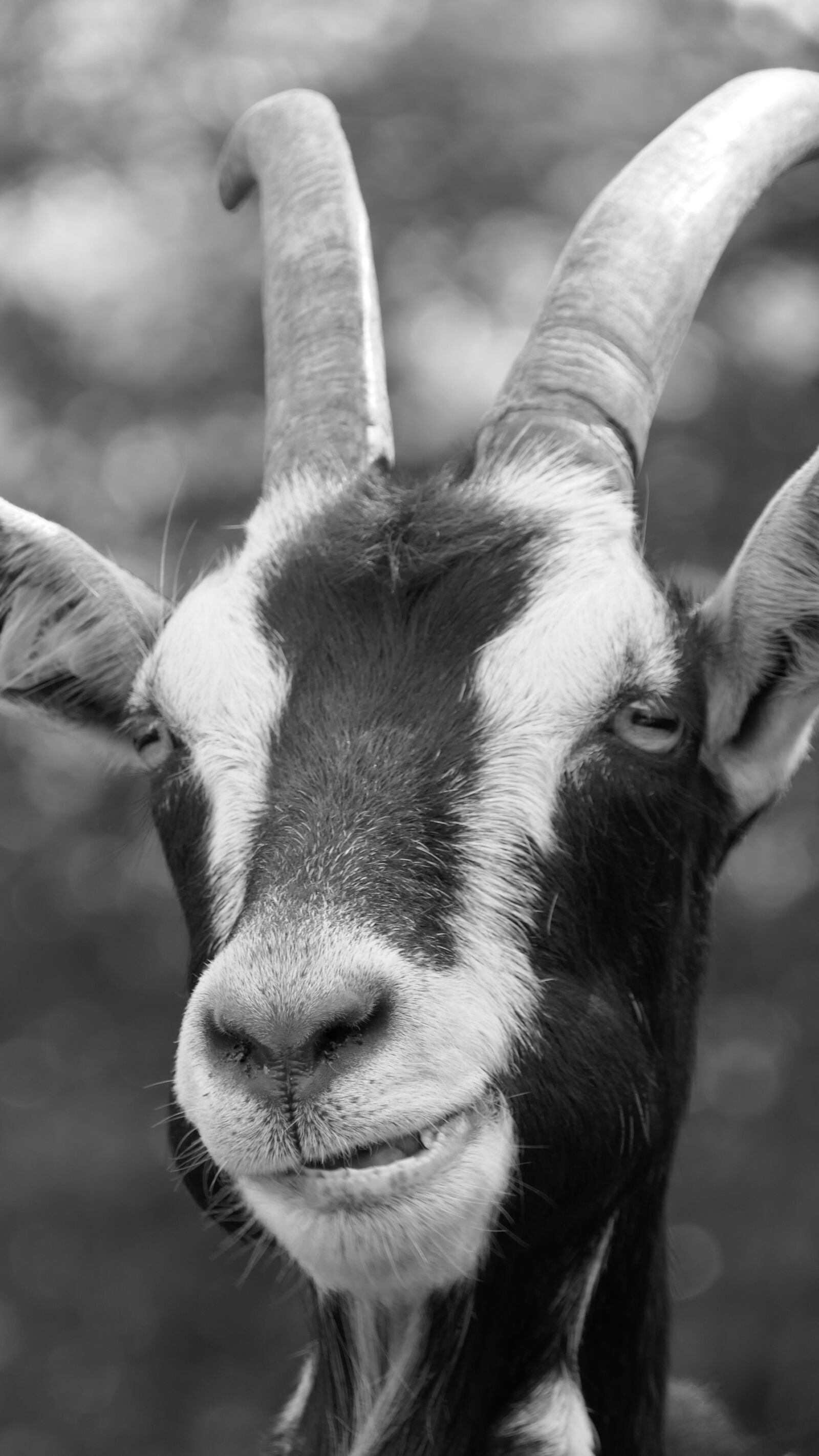 Panasonic Lumix DMC-FZ2500 (Lumix DMC-FZ2000) sample photo. Goat, mountains, basel photography