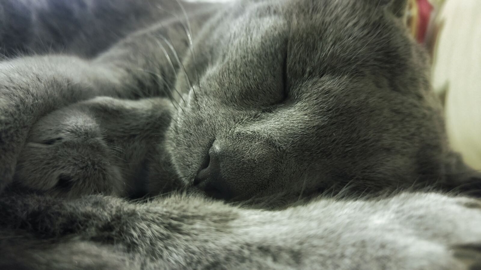 LG G4 sample photo. Russian, blue, cat, lying photography