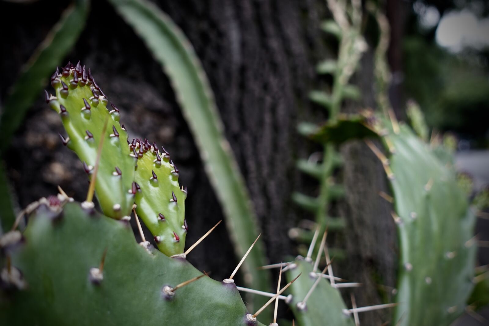Sony DSC-RX100M5A sample photo. Green, thorns, mexico photography