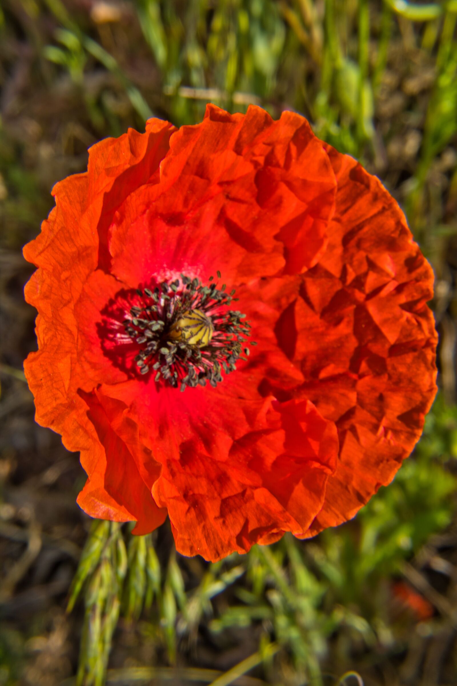 Sony a6400 sample photo. Poppy, poppy meadow, meadow photography