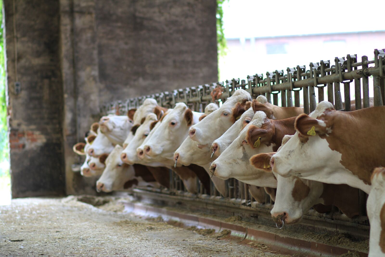 Canon EOS 7D sample photo. Animals, mammal, cattle photography