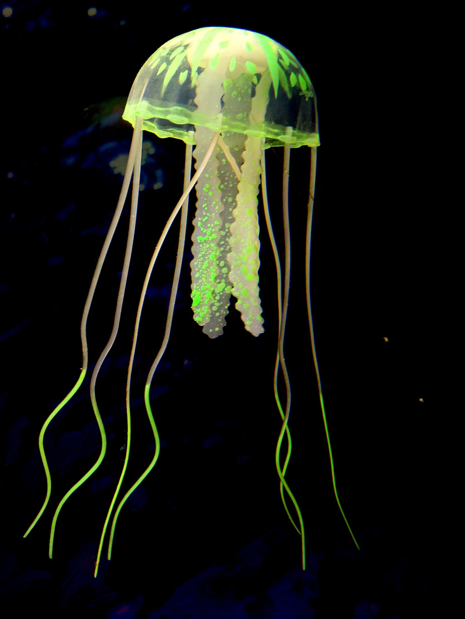 Sony Cyber-shot DSC-HX400V sample photo. Medusa, sea, depth photography